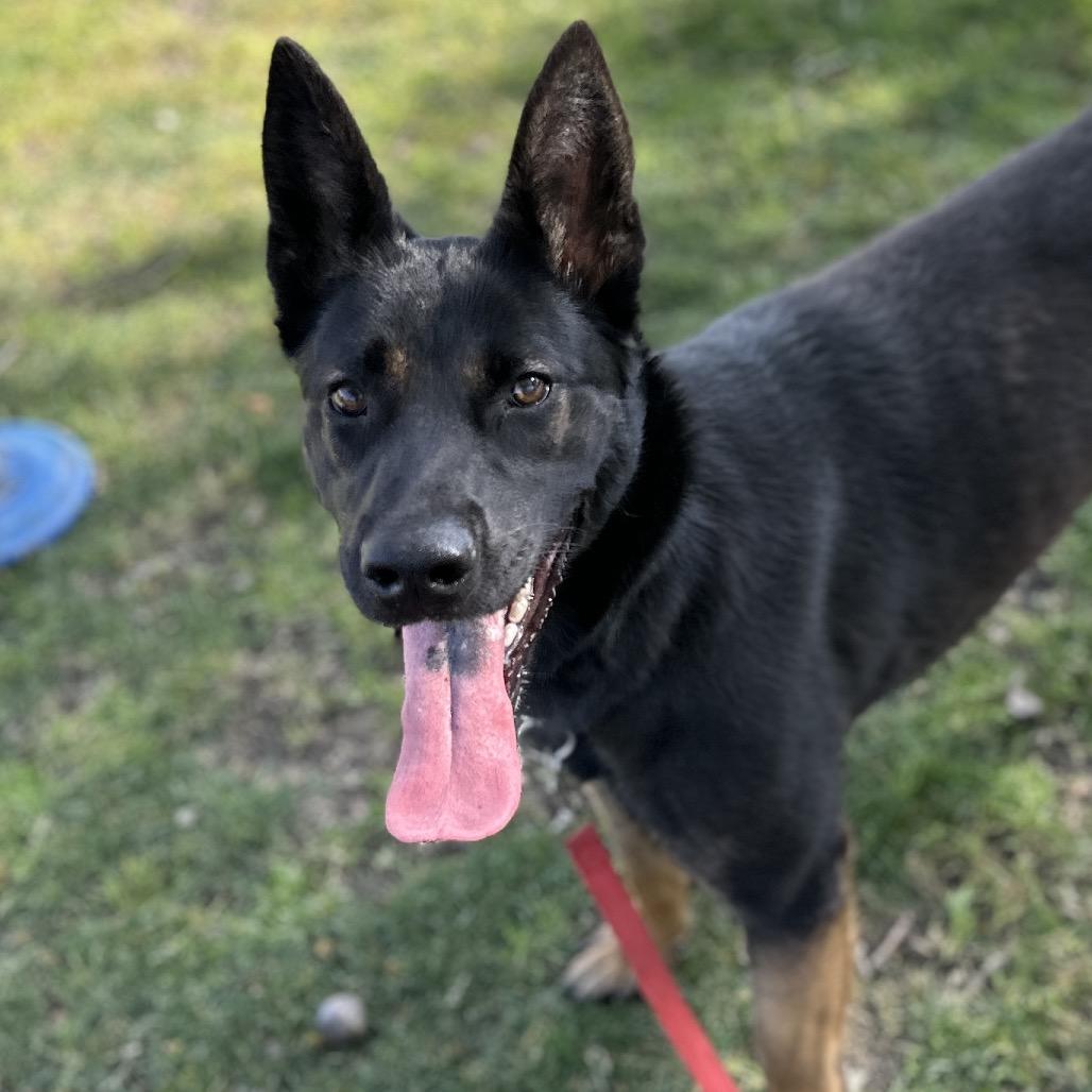 Enlarge Libby, a ADOPTABLE German Shepherd Dog in Dublin, CA image 4/6