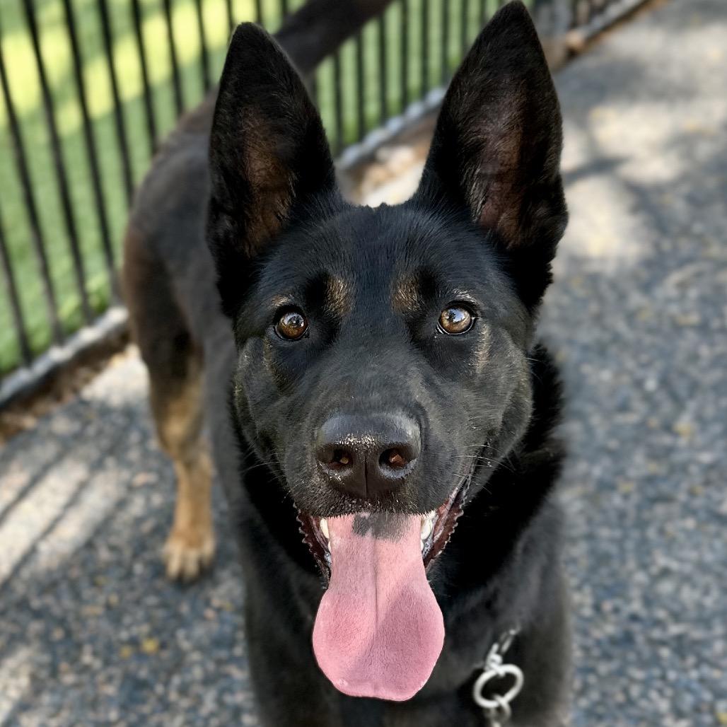 Enlarge Libby, a ADOPTABLE German Shepherd Dog in Dublin, CA image 5/6