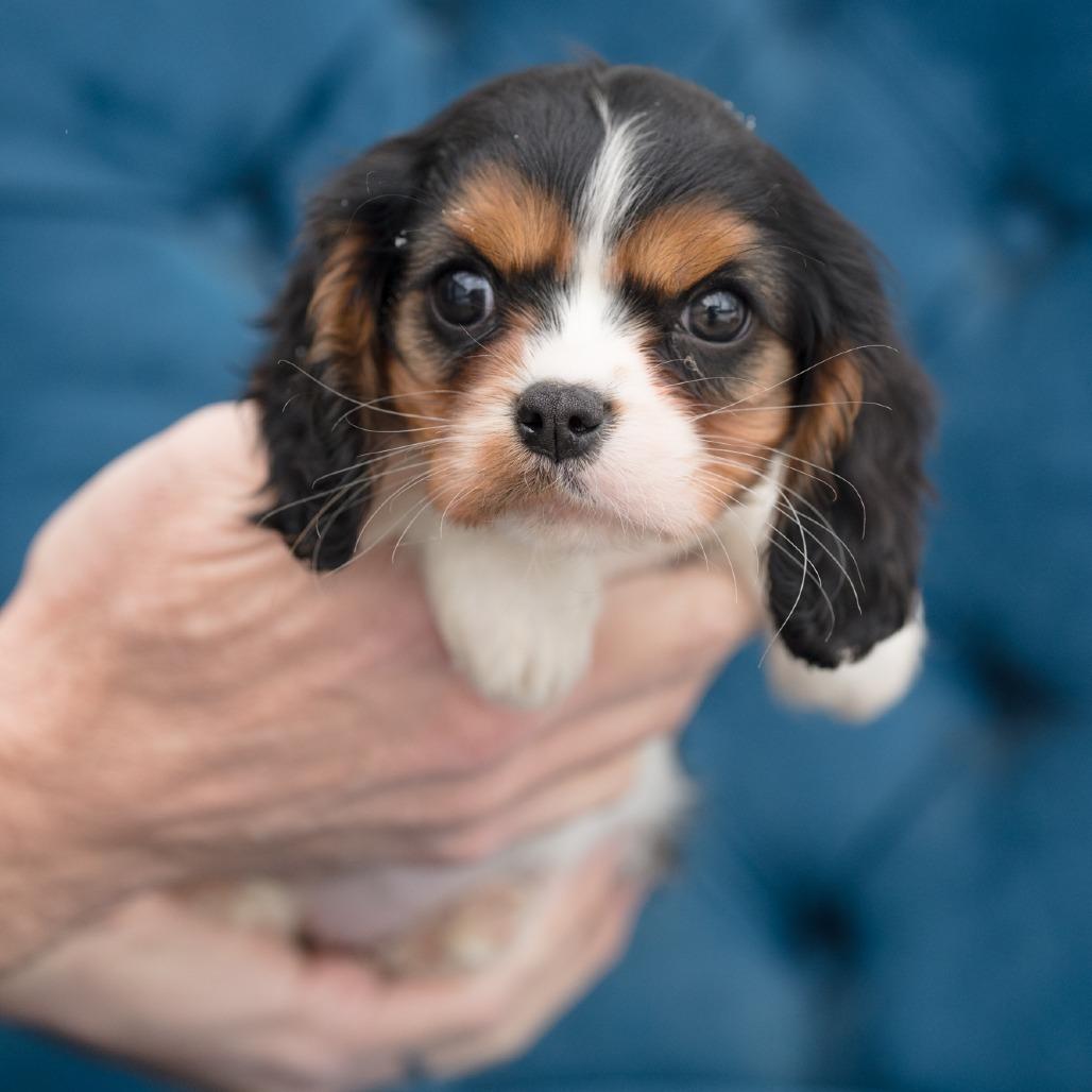 Enlarge Porcini, an adopted Cavalier King Charles Spaniel in Zionsville, IN image 1/1