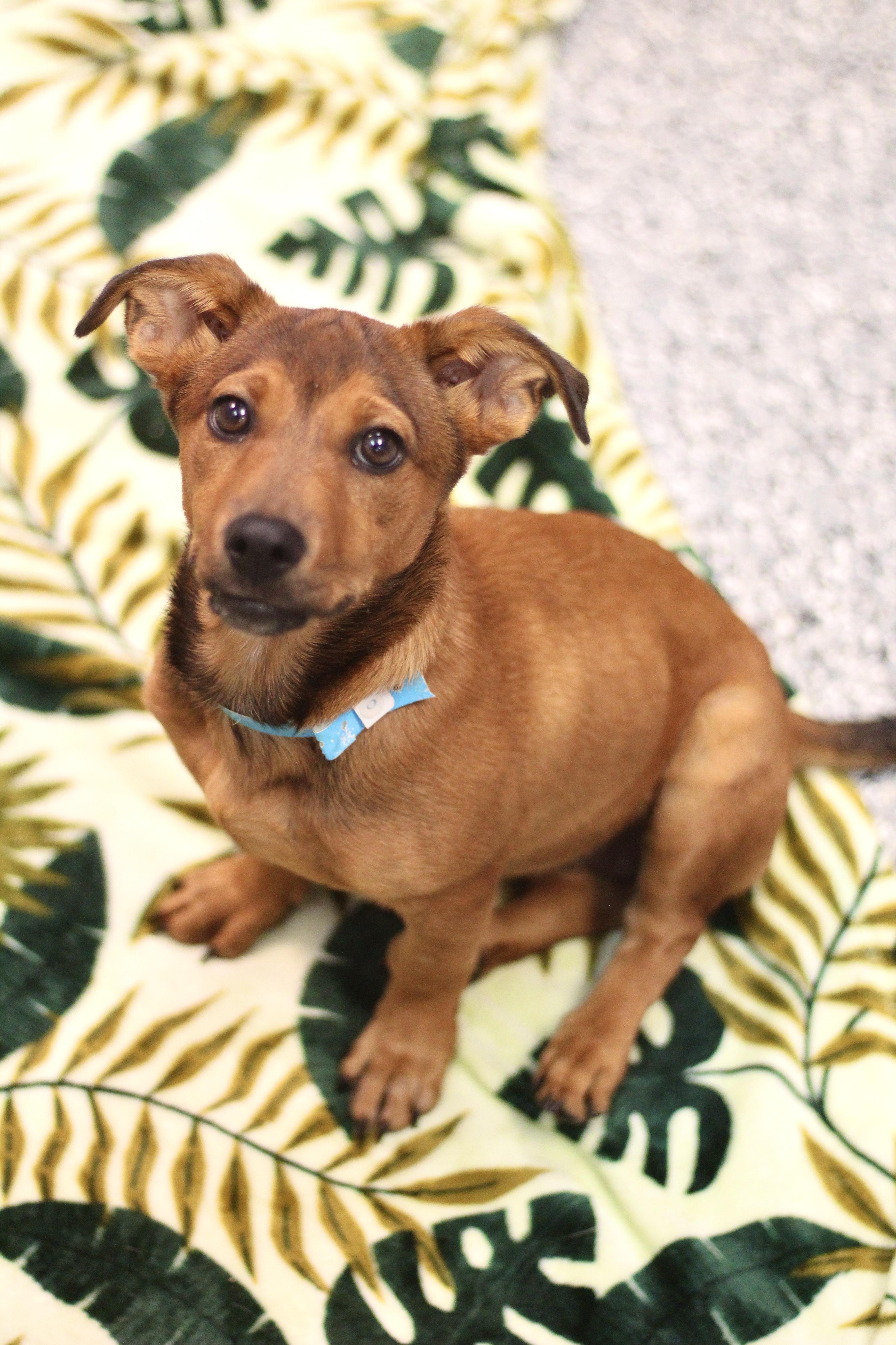 Caramel in NH! Come Meet our Adoptable Dogs Wednesday-Saturday. More info in Bio!