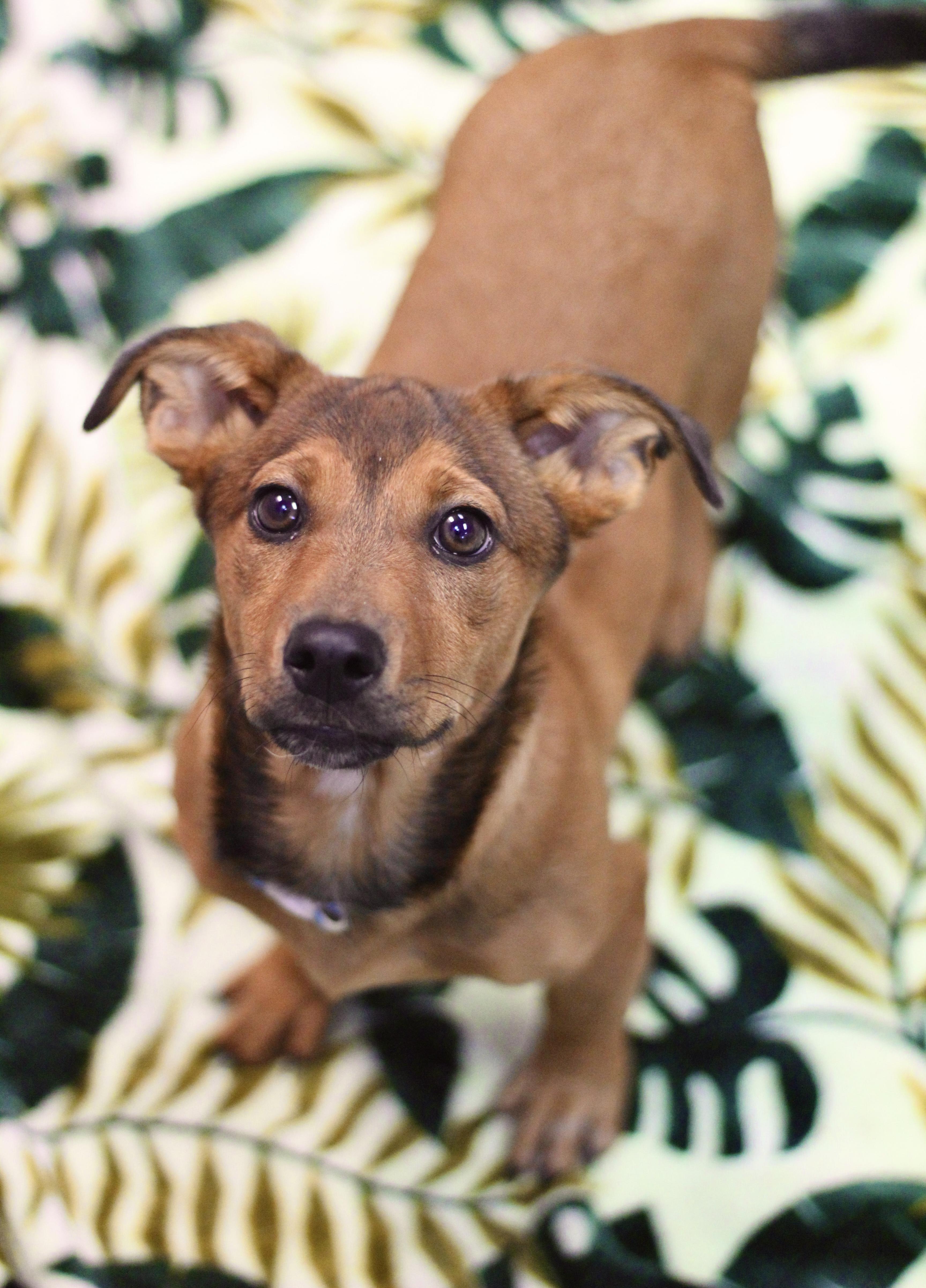 Caramel in NH! Come Meet our Adoptable Dogs Wednesday-Saturday. More info in Bio!