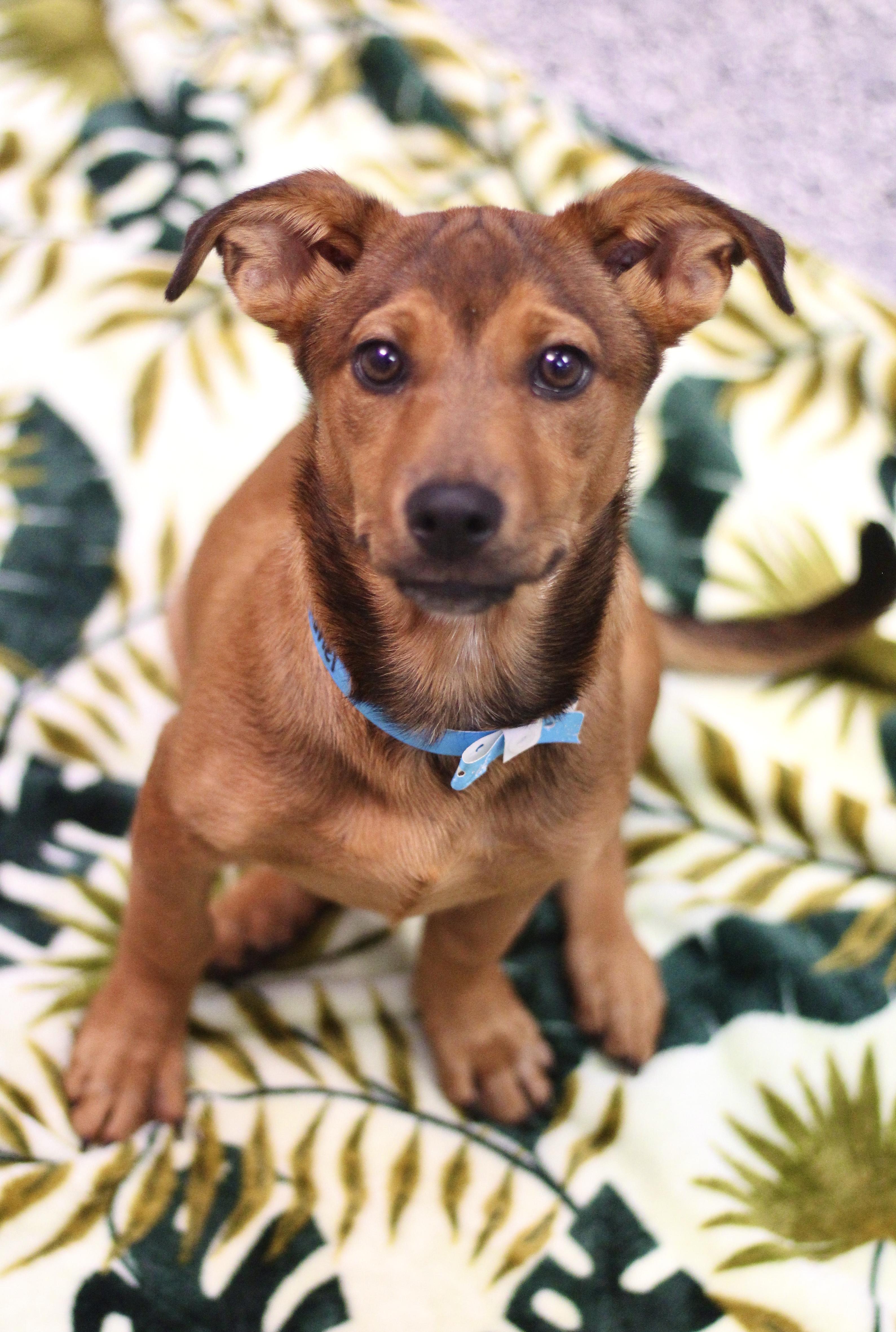 Caramel in NH! Come Meet our Adoptable Dogs Wednesday-Saturday. More info in Bio!