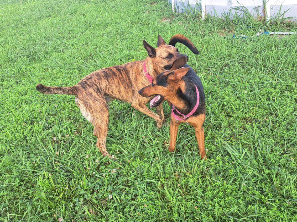 Hector — thumbnail 5