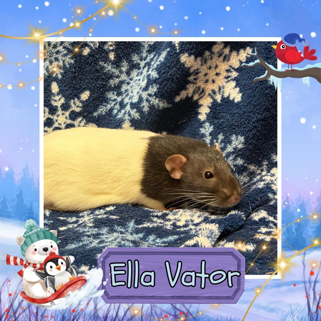 Ella Vator, Adoptable, Young Female Rat.