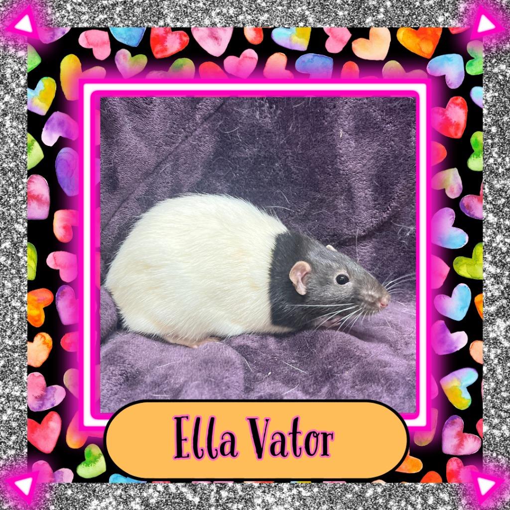 Enlarge Ella Vator, a Adoptable Rat in Elizabethtown, KY image 2/5