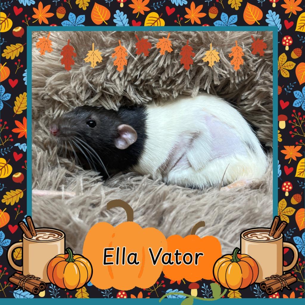 Enlarge Ella Vator, a Adoptable Rat in Elizabethtown, KY image 2/2