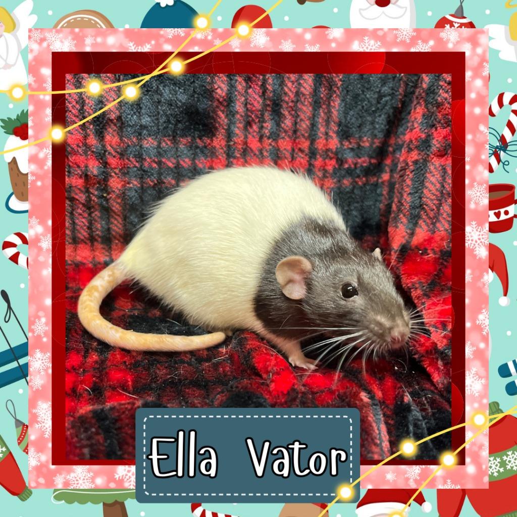 Enlarge Ella Vator, a Adoptable Rat in Elizabethtown, KY image 4/5