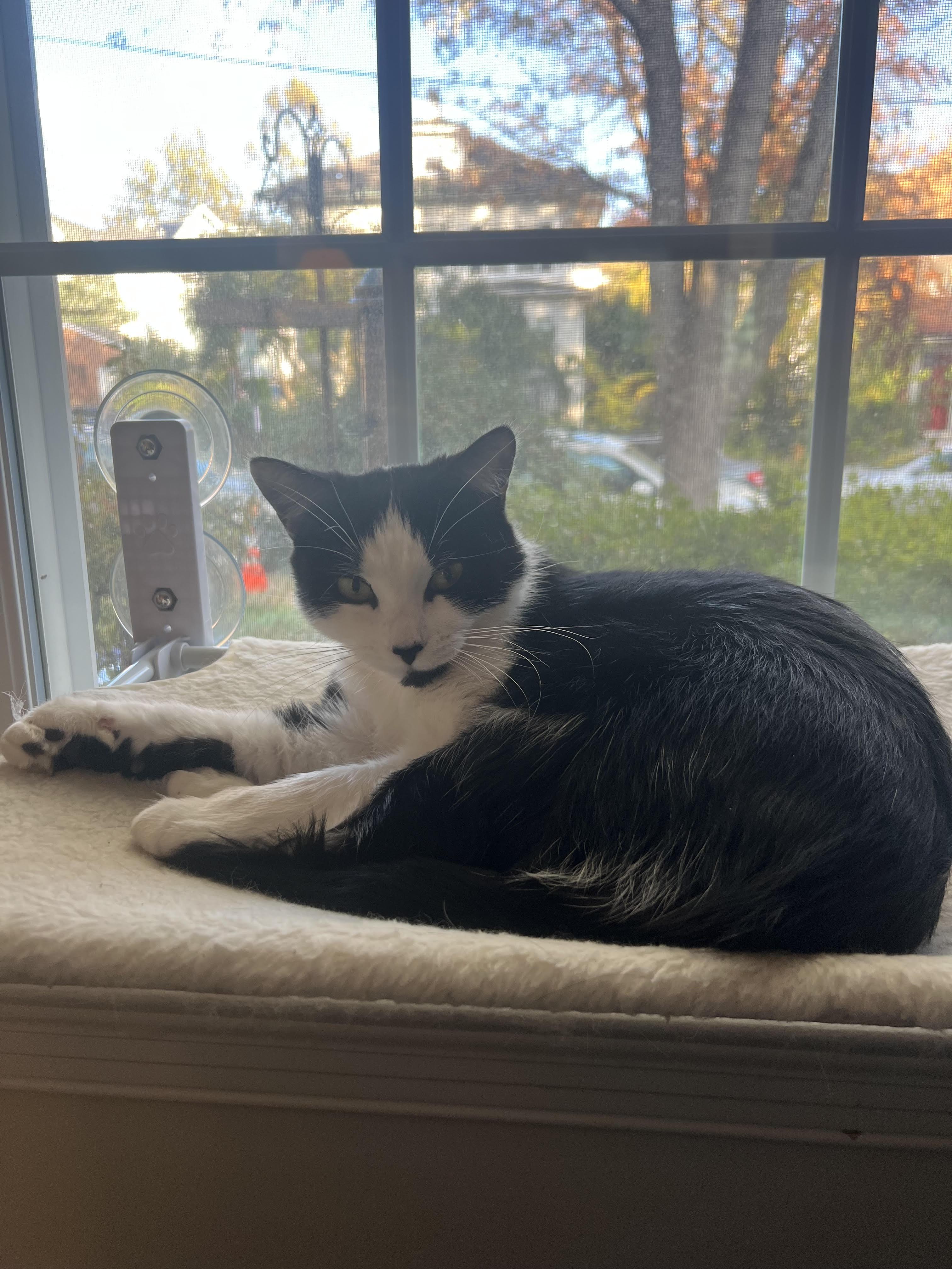 Enlarge Essie and Enzo, a Adoptable Domestic Short Hair in Fairfax, VA image 1/6