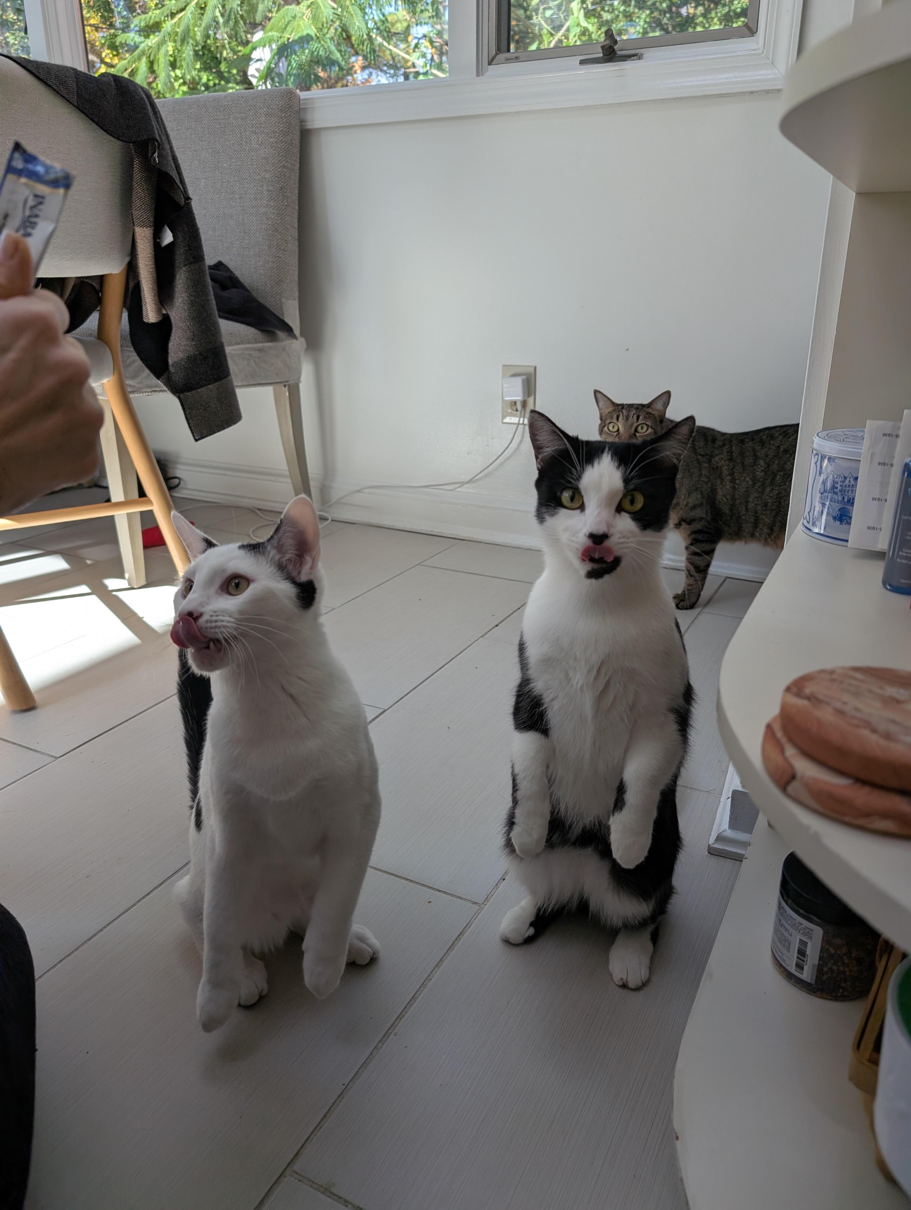 Enlarge Essie and Enzo, a Adoptable Domestic Short Hair in Fairfax, VA image 2/6