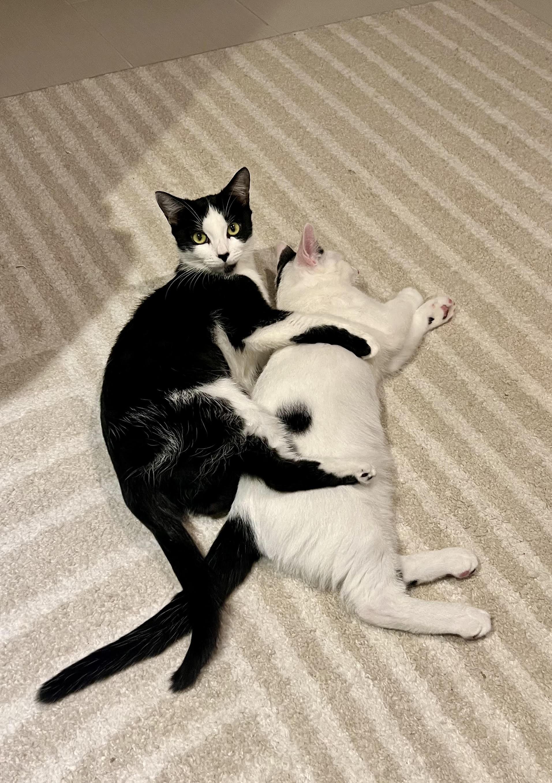 Essie and Enzo, Adoptable, Young Female Domestic Short Hair.