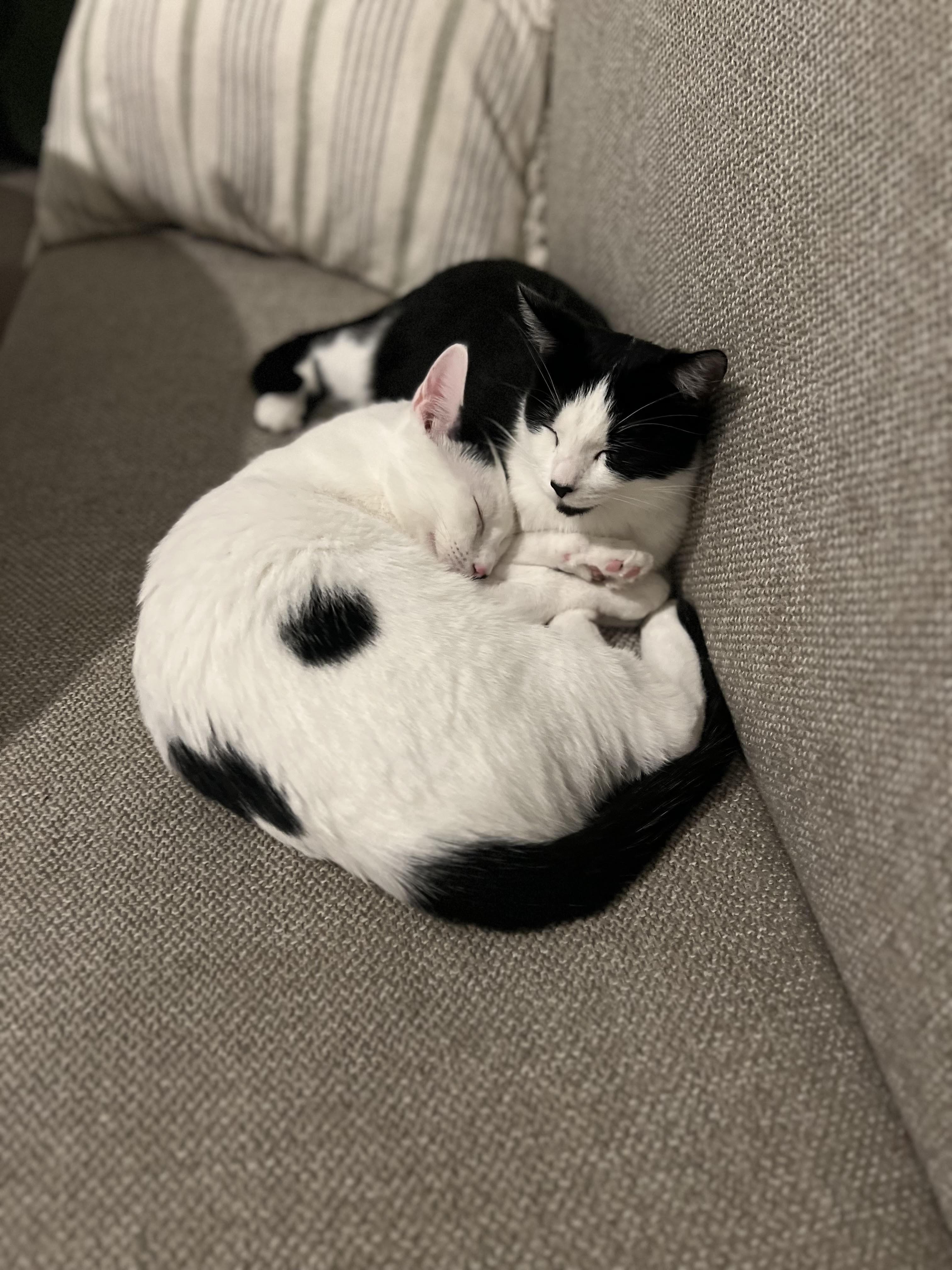 Enlarge Essie and Enzo, a Adoptable Domestic Short Hair in Fairfax, VA image 4/6