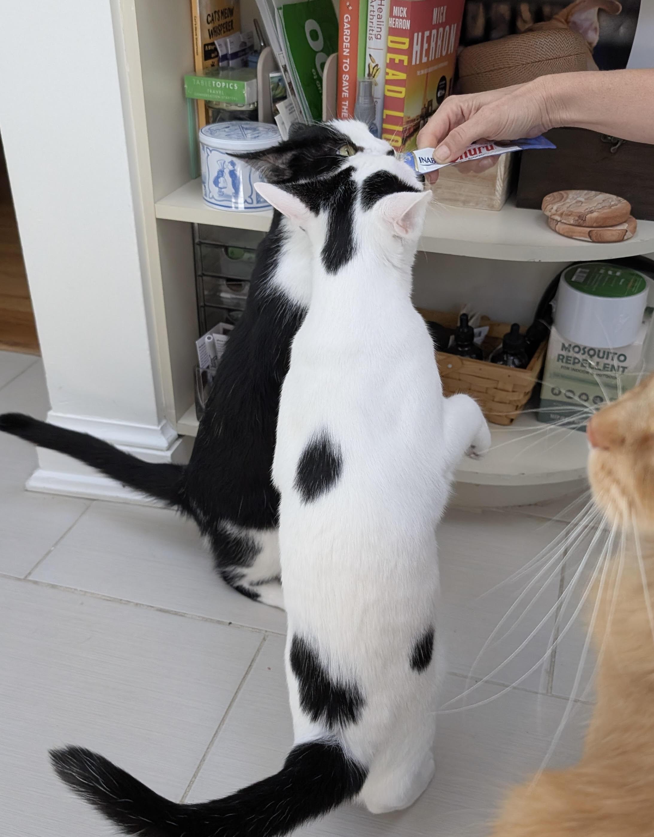 Enlarge Essie and Enzo, a Adoptable Domestic Short Hair in Fairfax, VA image 5/6