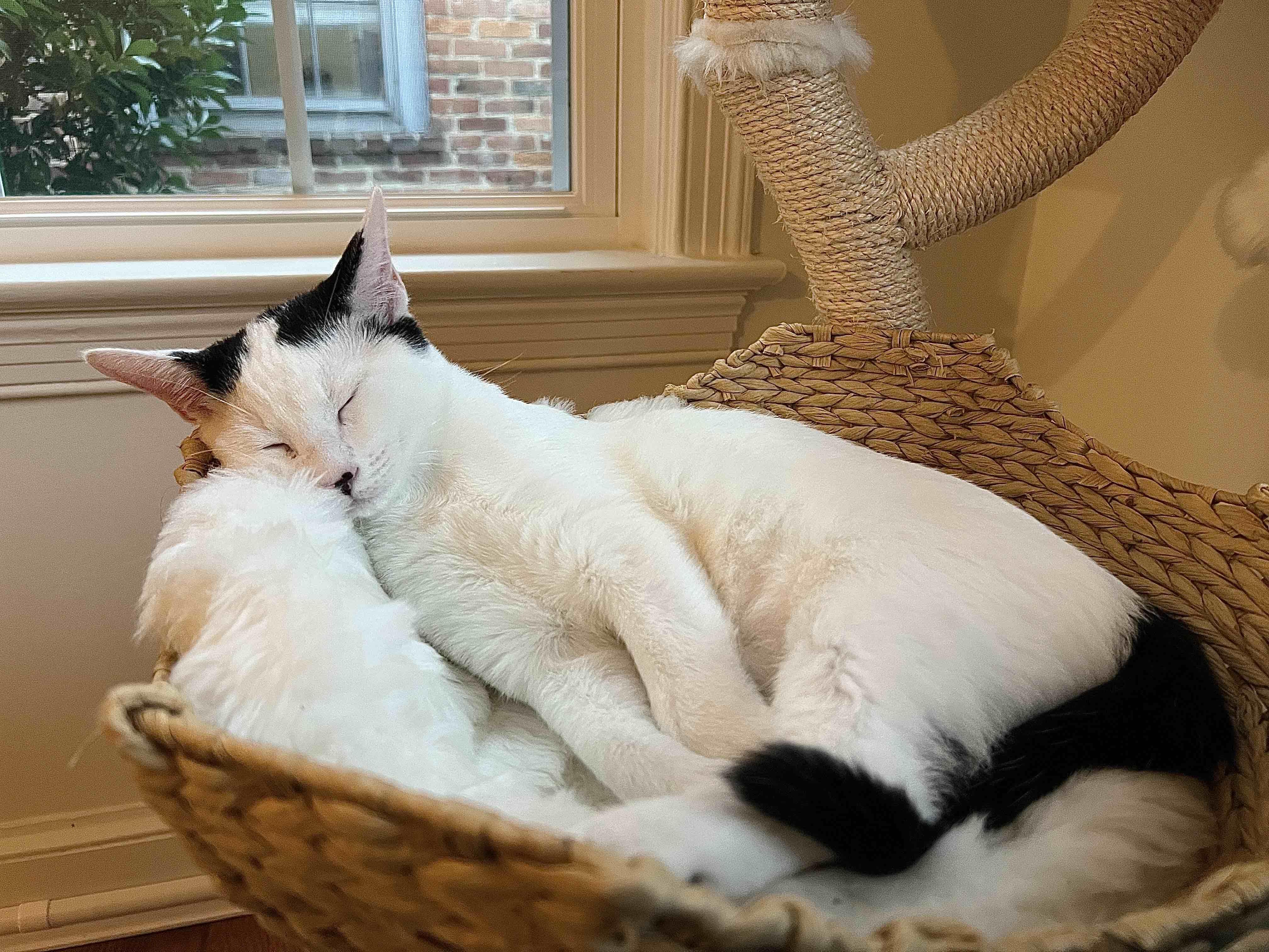 Enlarge Essie and Enzo, a Adoptable Domestic Short Hair in Fairfax, VA image 6/6