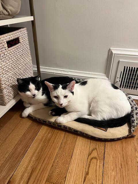 Enlarge Essie (F) and Enzo (M), a Adoptable Domestic Short Hair in Fairfax, VA image 6/6