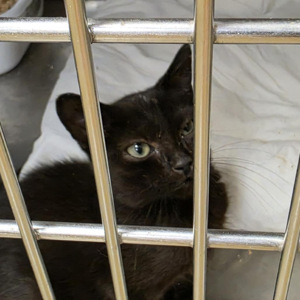 Enlarge Jynx, a Adoptable Domestic Short Hair in Canton, NC image 1/1