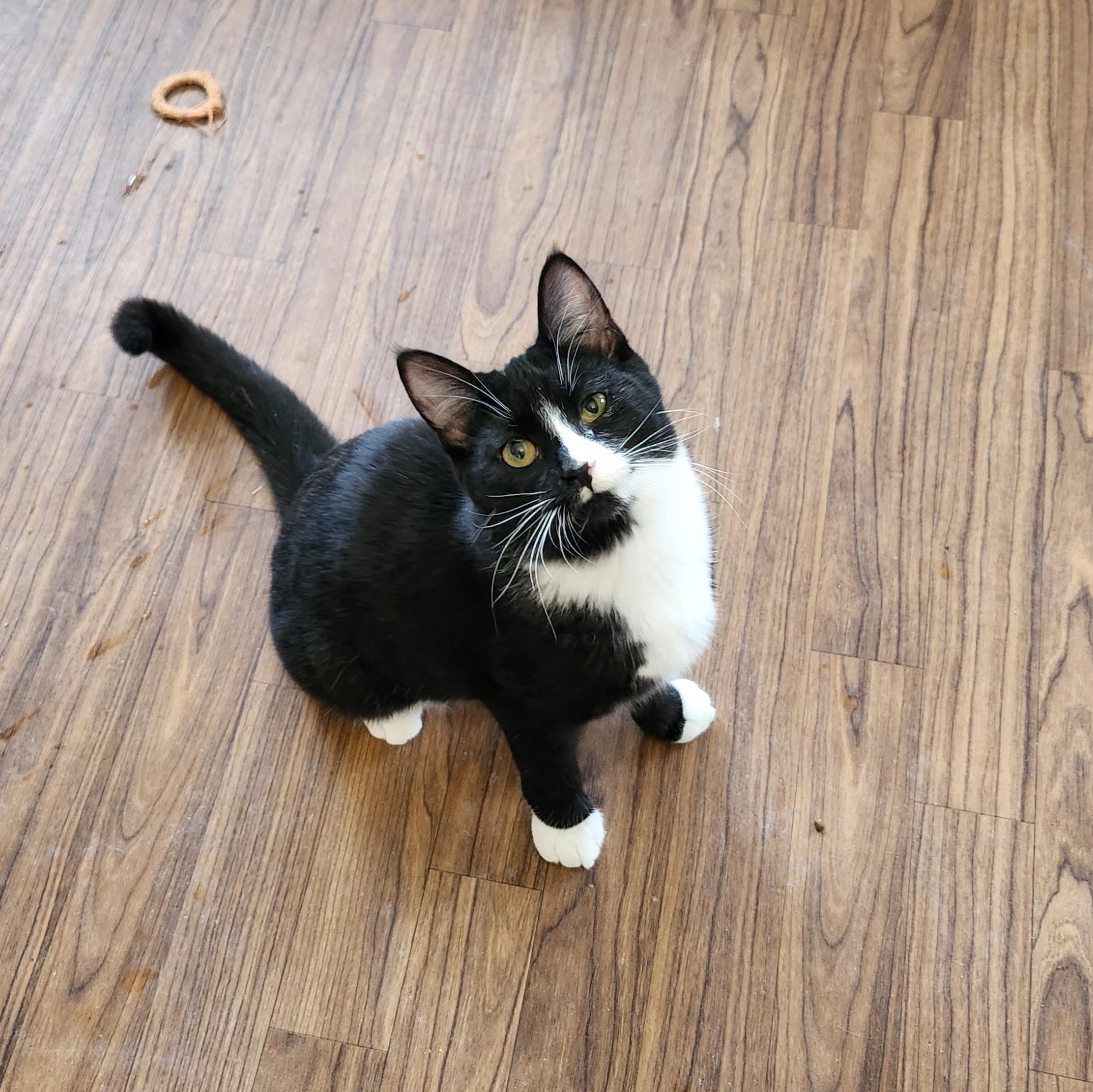 Enlarge Tally, an adopted mixed breed in Wild Rose, WI image 1/6