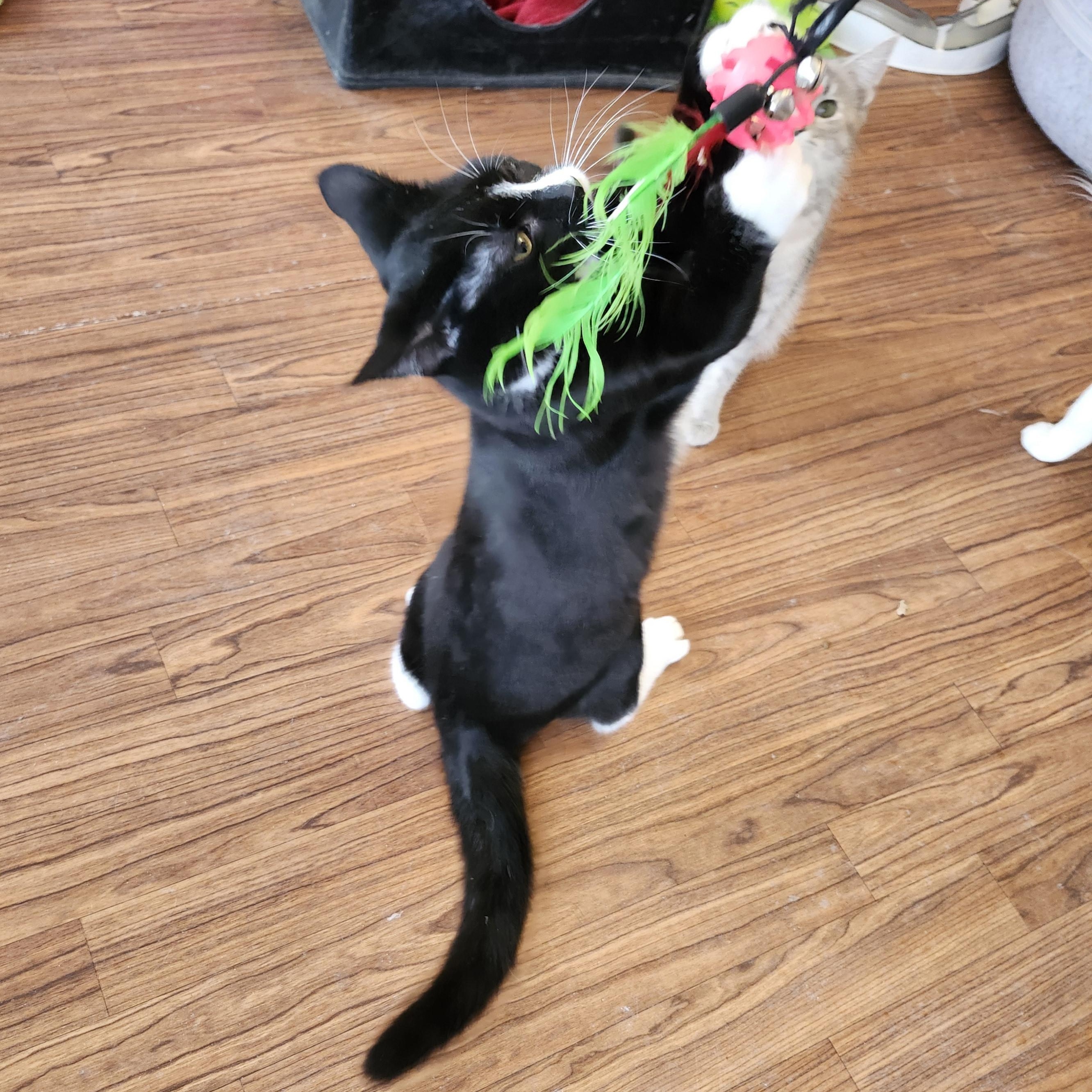 Enlarge Tally, an adopted mixed breed in Wild Rose, WI image 6/6