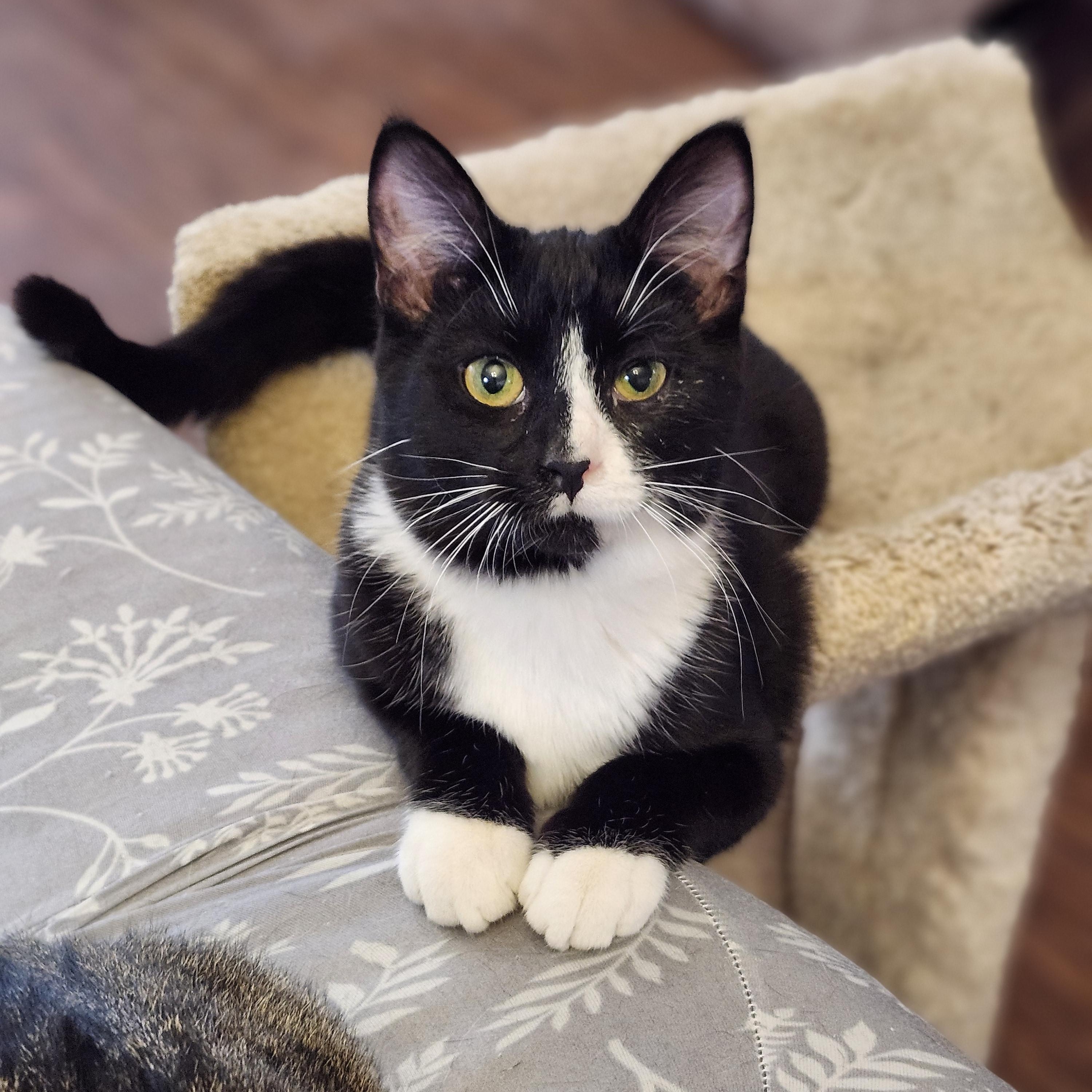 Enlarge Tally, an adopted mixed breed in Wild Rose, WI image 2/6