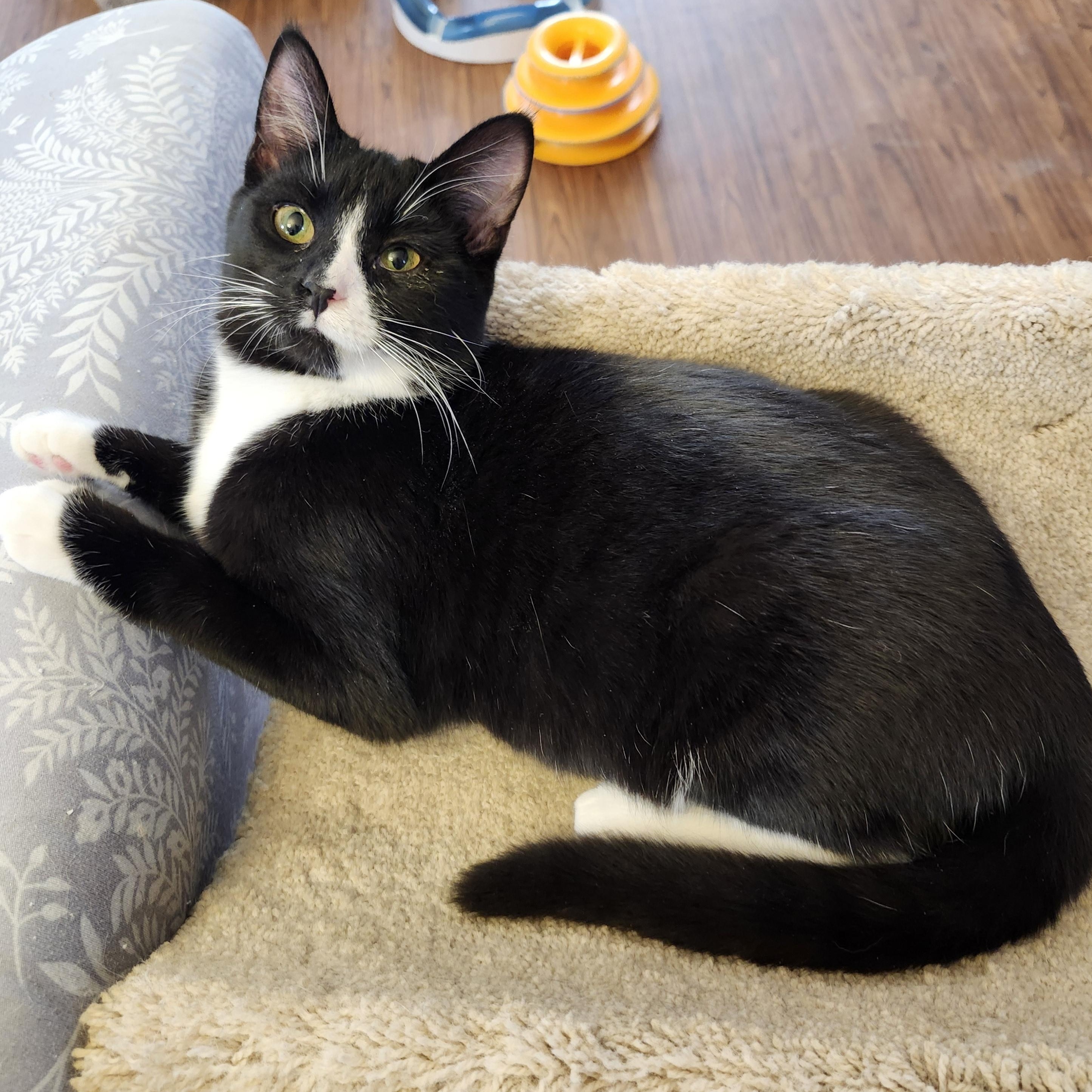 Enlarge Tally, an adopted mixed breed in Wild Rose, WI image 4/6