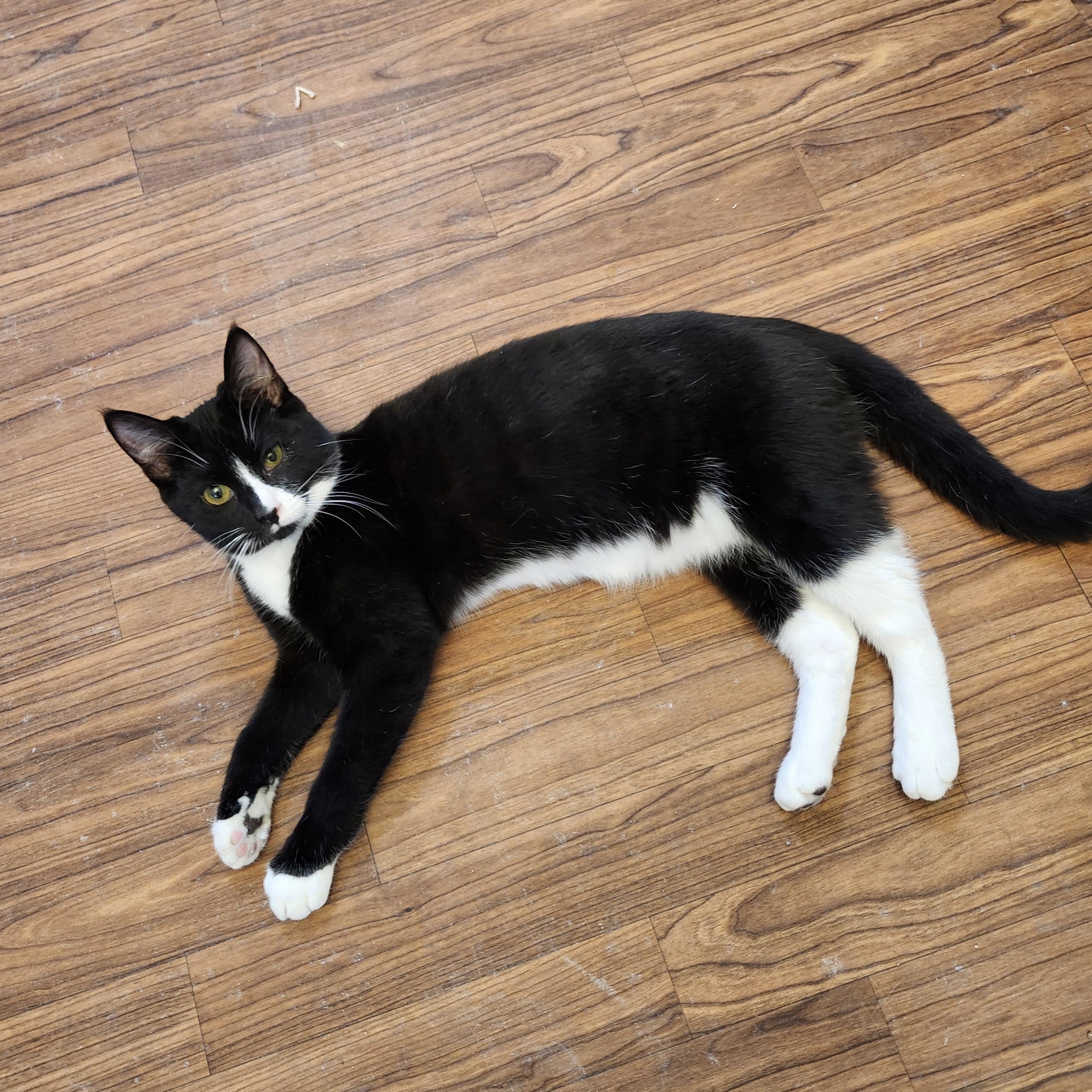 Enlarge Tally, an adopted mixed breed in Wild Rose, WI image 3/6