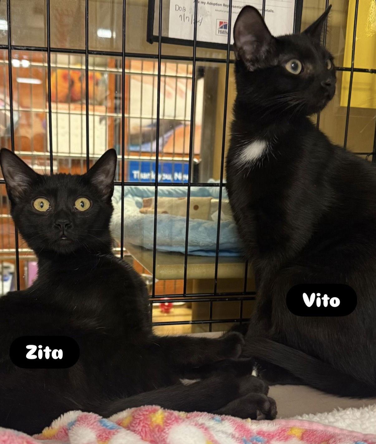 Enlarge Zita, a Adoptable American Shorthair in Flushing, NY image 1/2