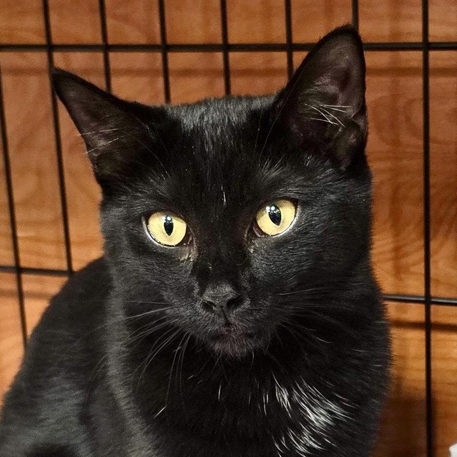 Zita, a Adoptable American Shorthair in Flushing, NY image 2/3