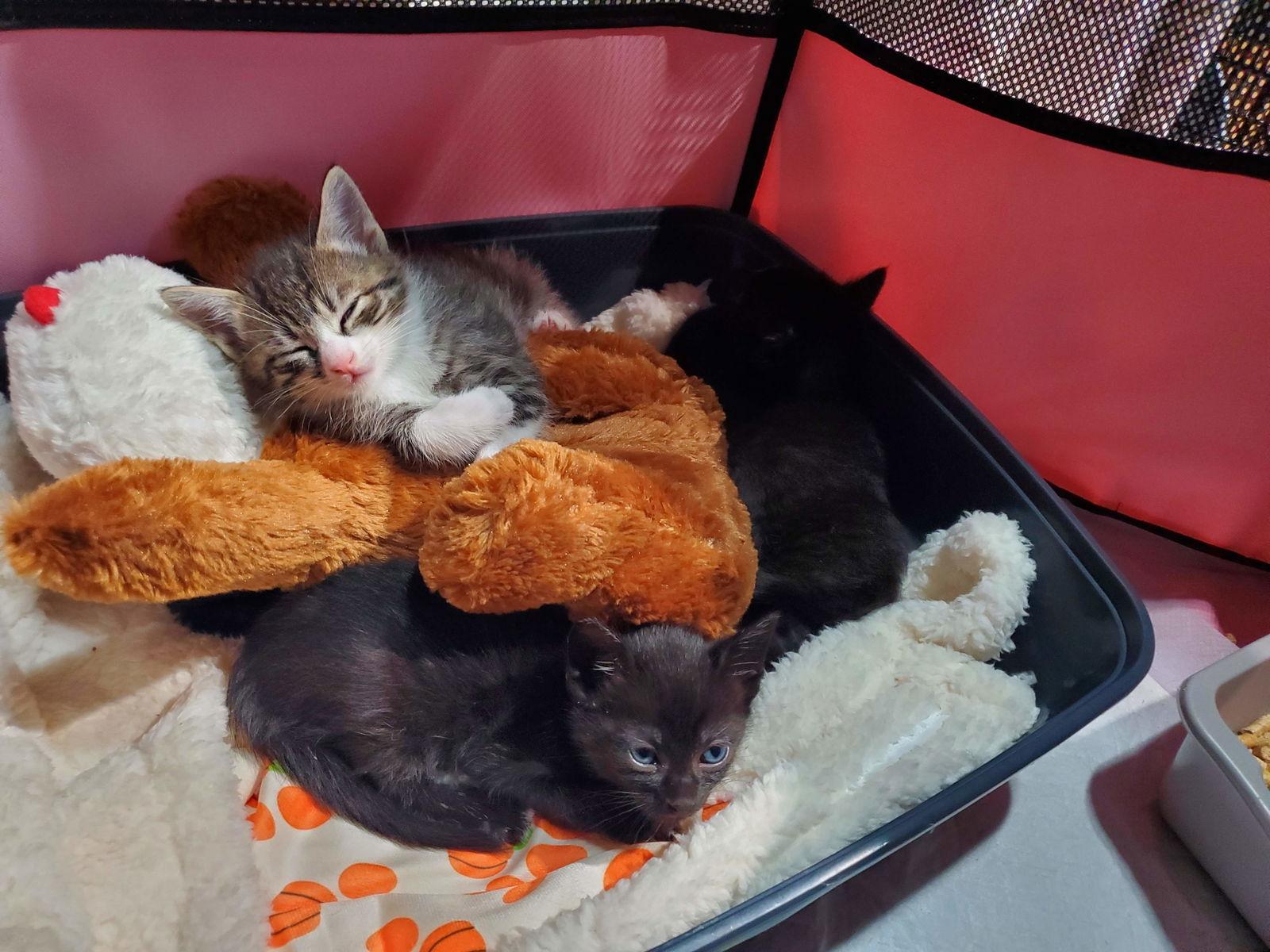 Zita, Adoptable, Kitten Female American Shorthair.