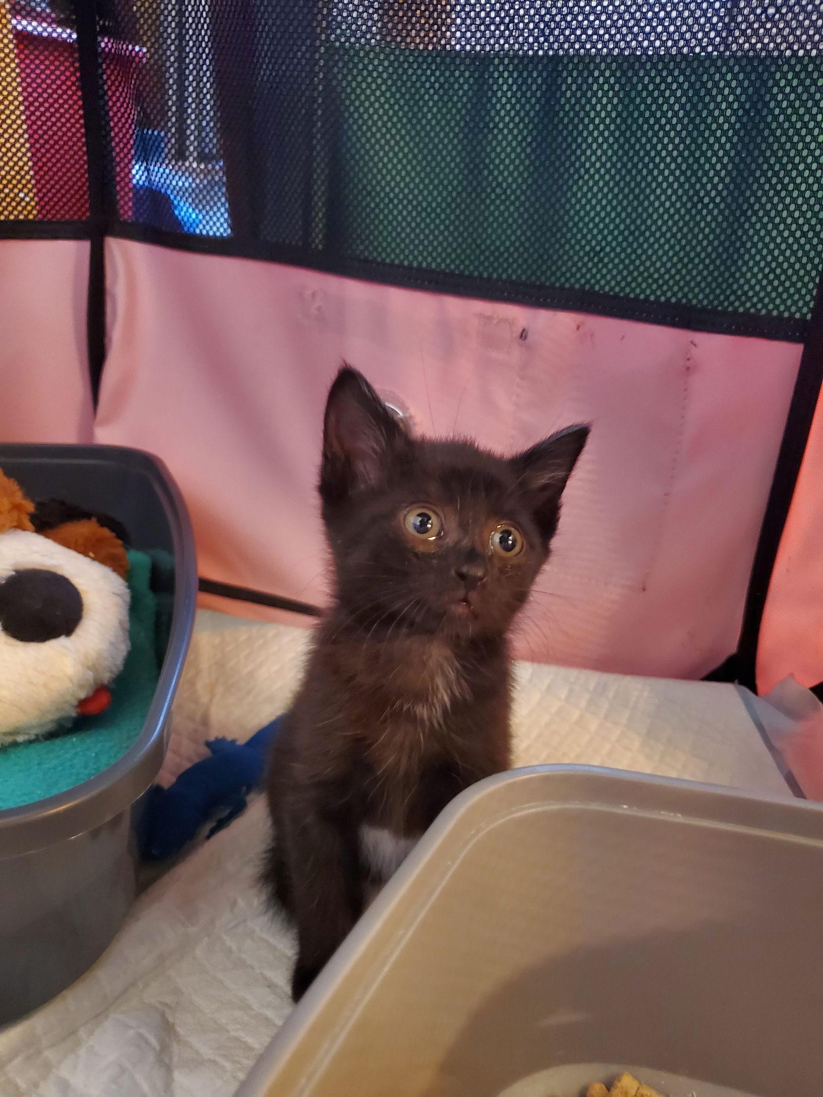 Zita, a Adoptable American Shorthair in Flushing, NY image 2/3