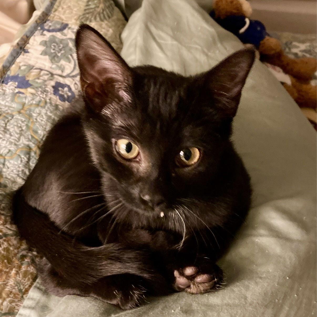 Enlarge Zita, a Adoptable American Shorthair in Flushing, NY image 2/2