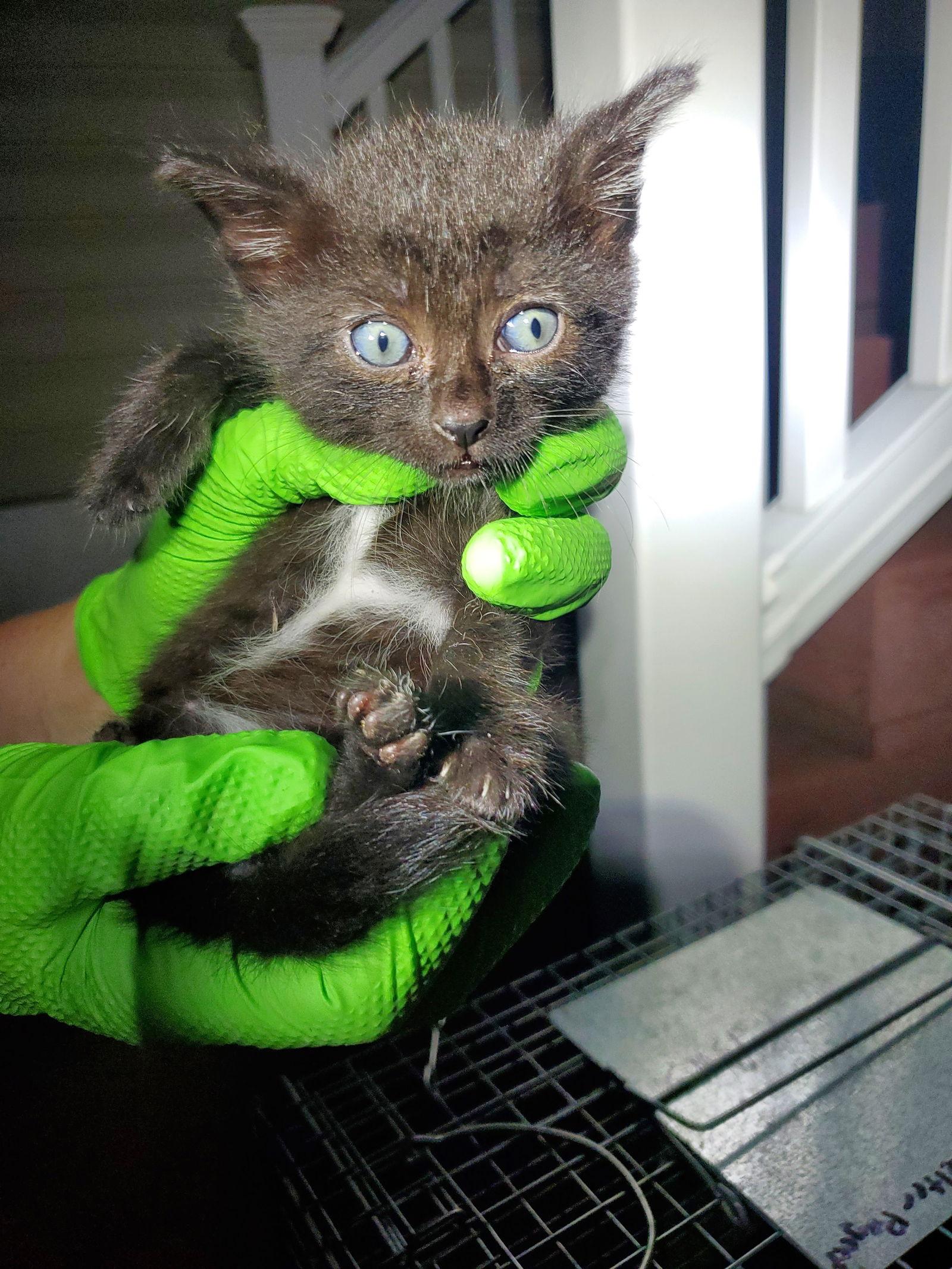 Zita, a Adoptable American Shorthair in Flushing, NY image 3/3