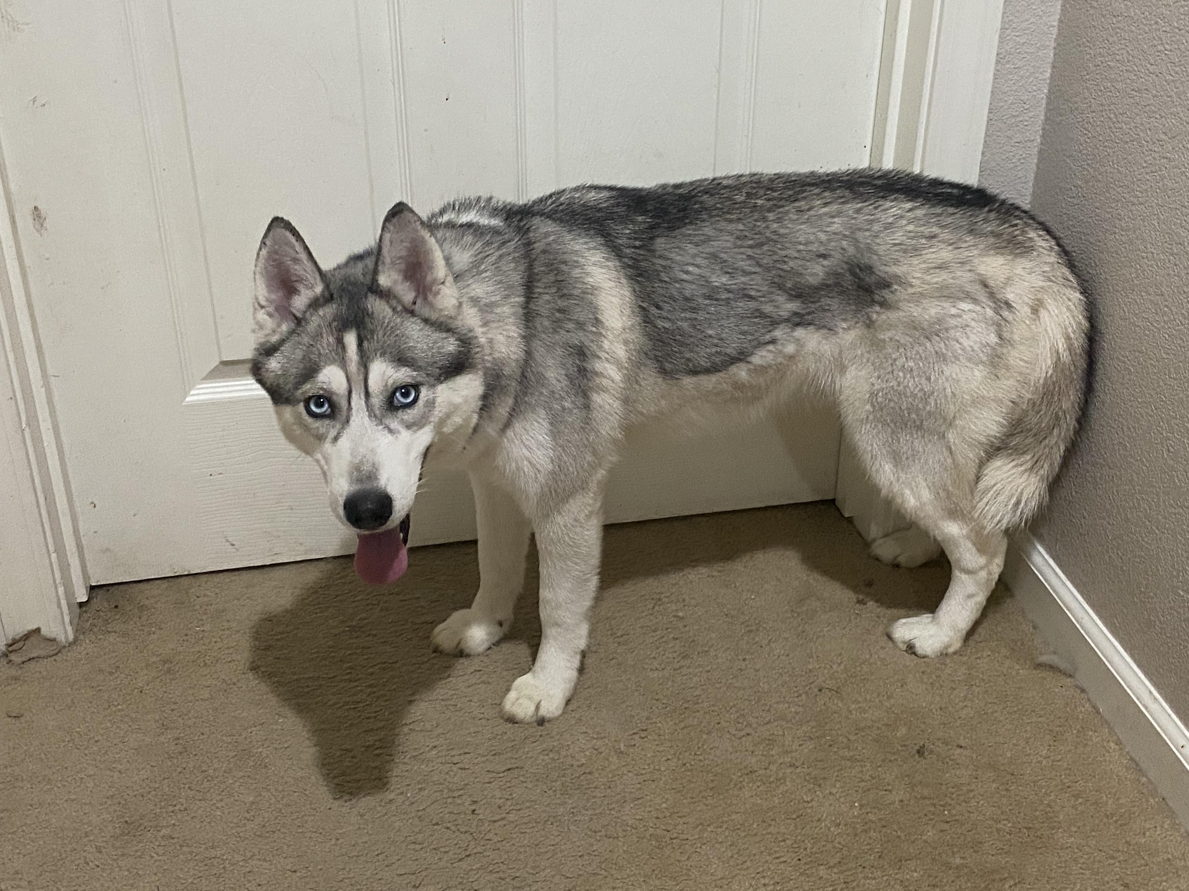 Enlarge Valkyrie, a Adoptable Siberian Husky in Tracy, CA image 1/5