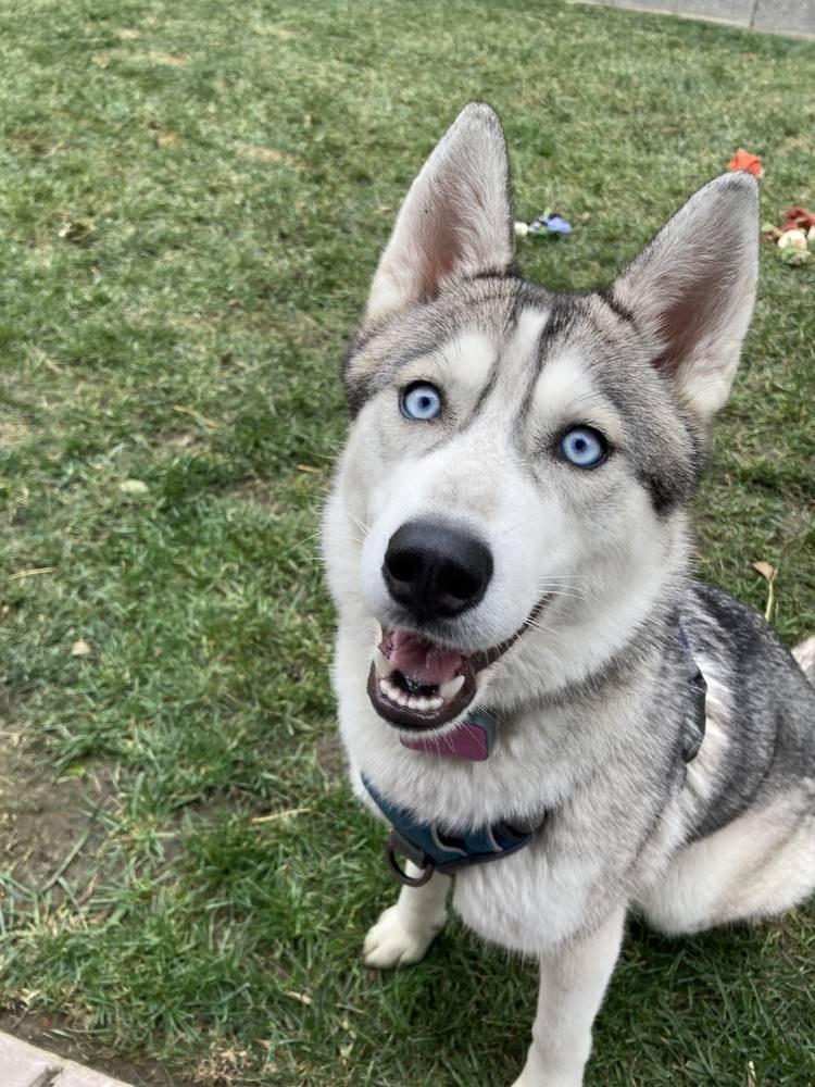 Enlarge Valkyrie, a Adoptable Siberian Husky in Tracy, CA image 2/5