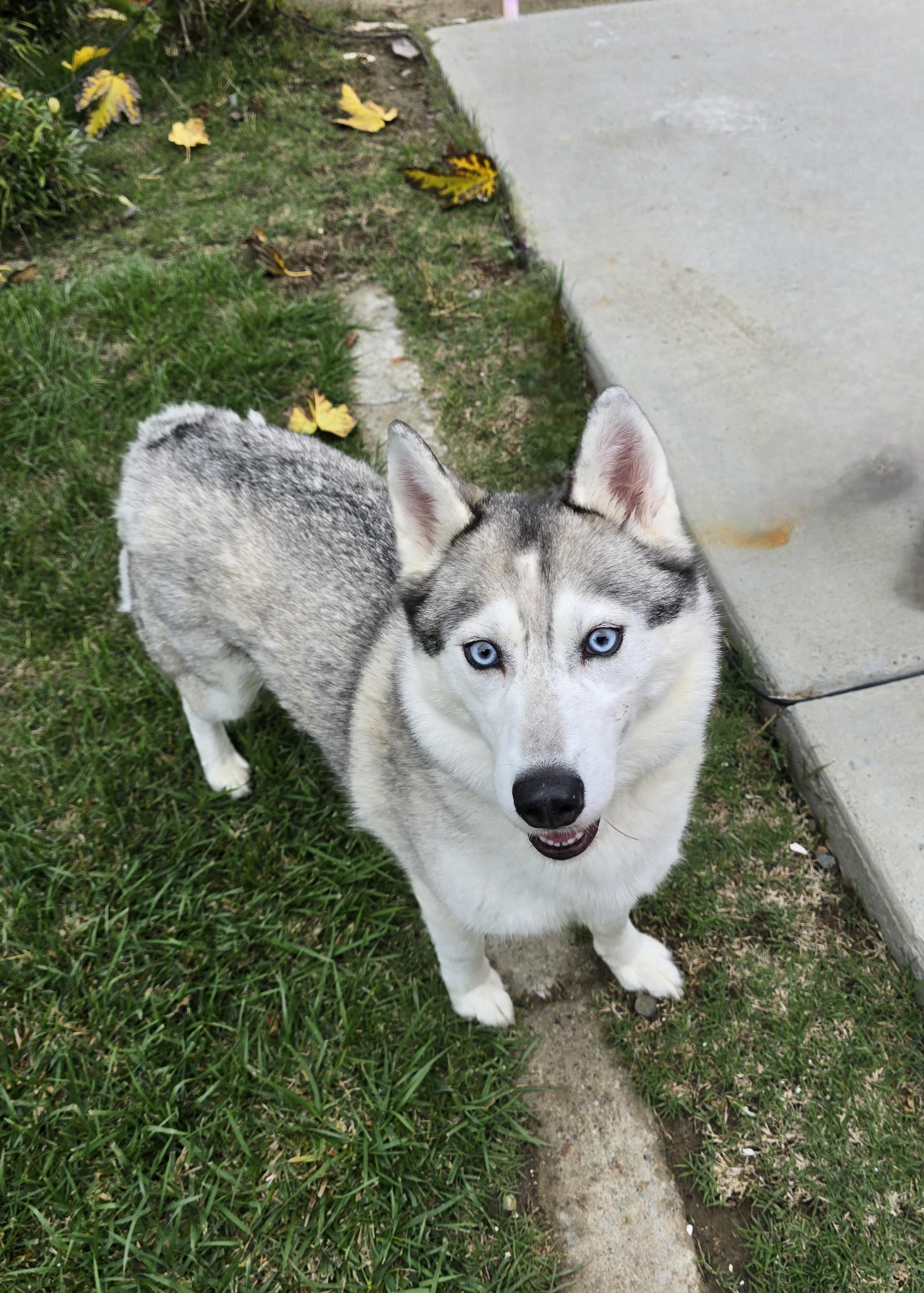 Enlarge Valkyrie, a Adoptable Siberian Husky in Tracy, CA image 3/5