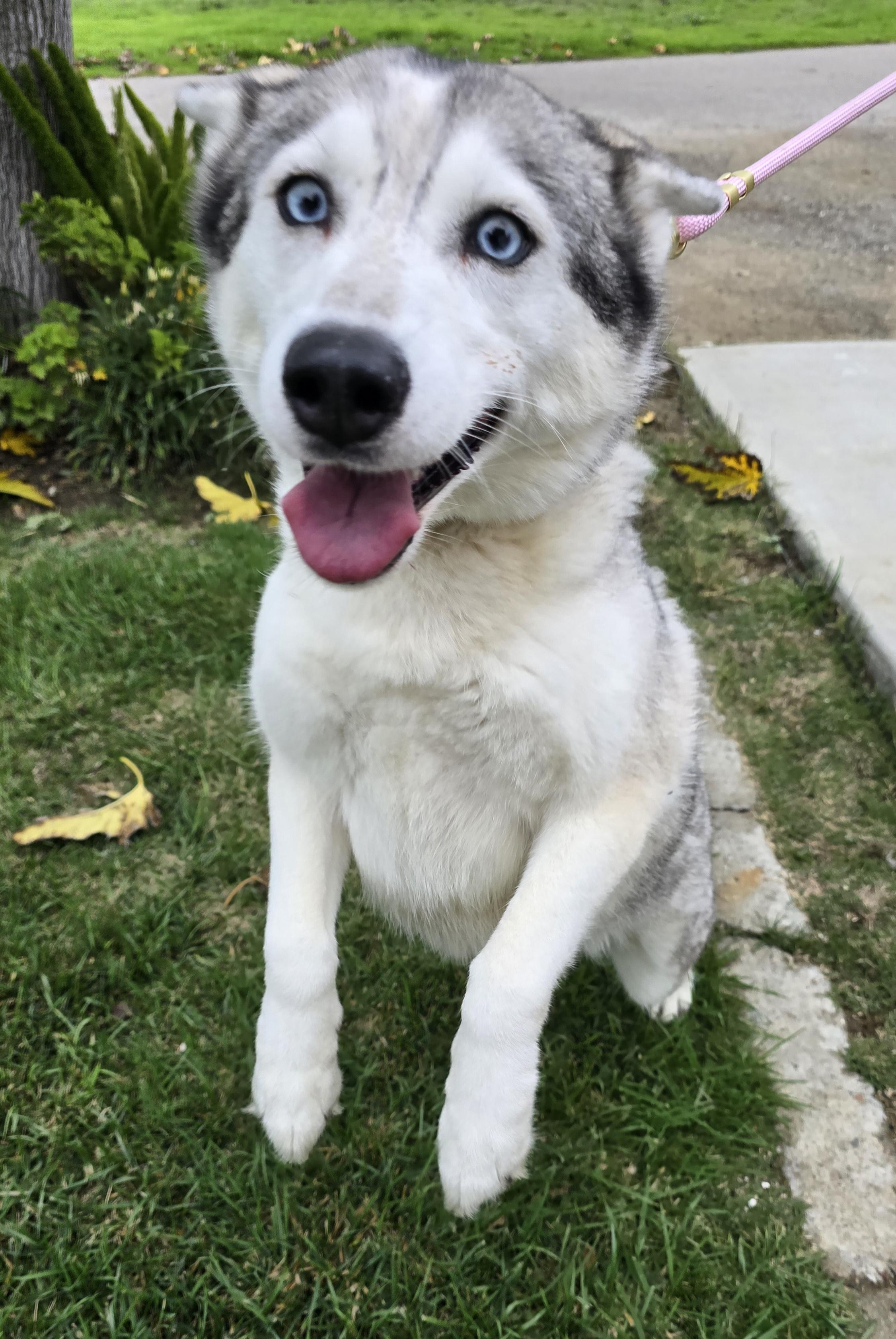 Enlarge Valkyrie, a Adoptable Siberian Husky in Tracy, CA image 4/5