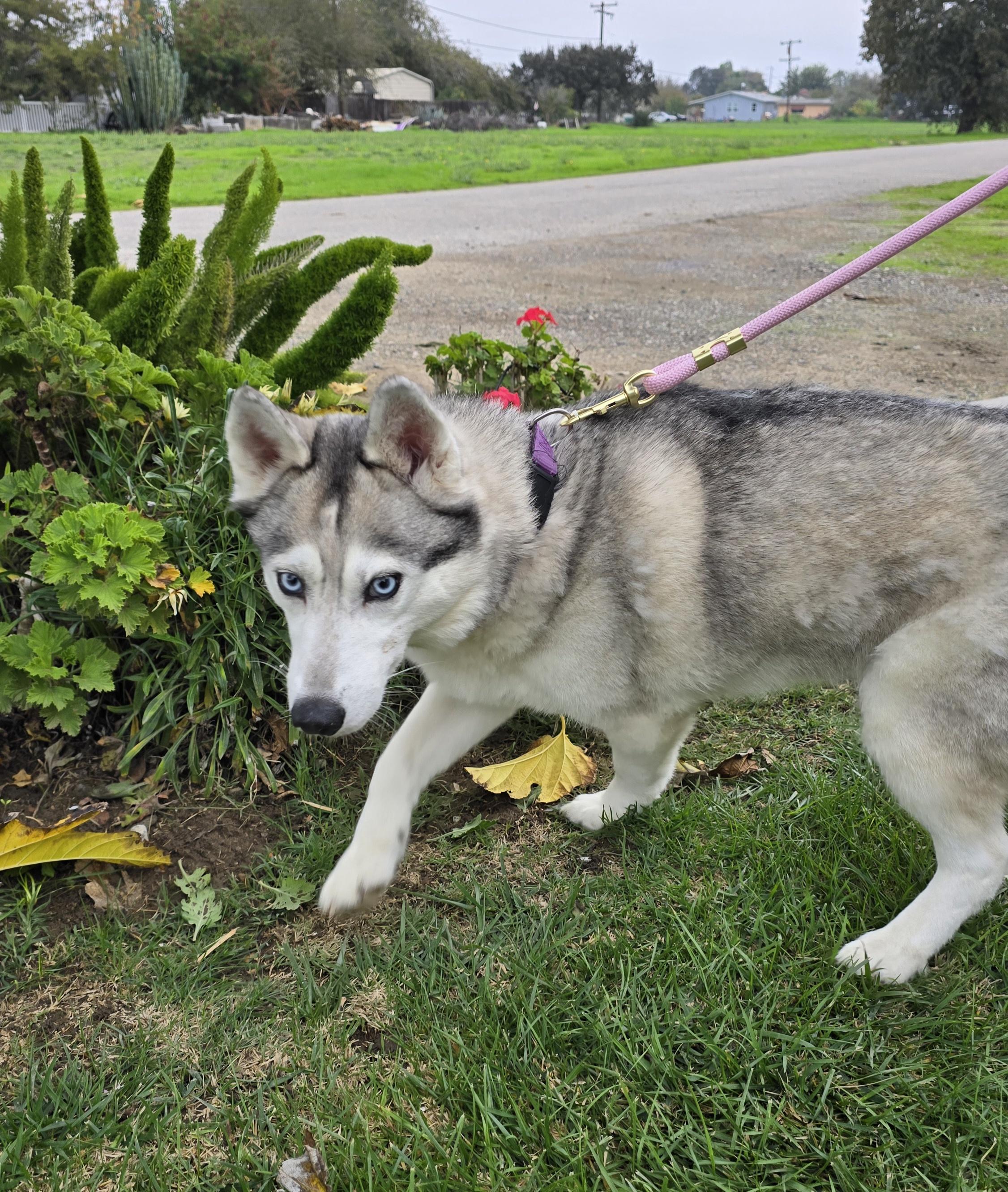 Enlarge Valkyrie, a Adoptable Siberian Husky in Tracy, CA image 5/5