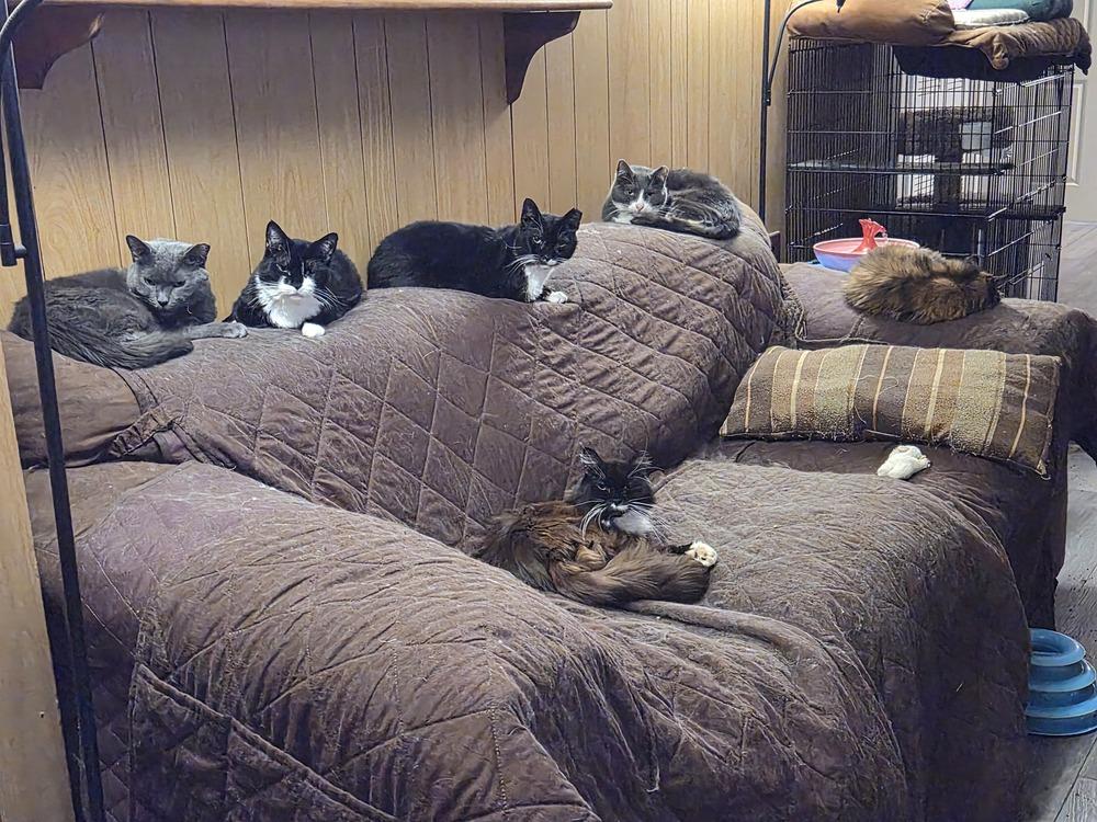 Enlarge Shelly, a Adoptable mixed breed in Patchogue, NY image 5/6