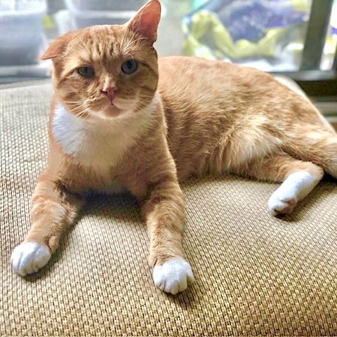 GeeBee, Adult Male Domestic Short Hair
