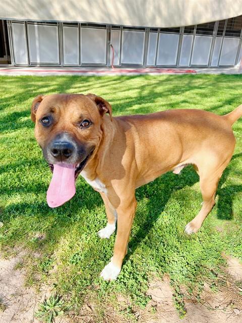 BUDDAH, Adoptable, Young Male Boxer & Mixed Breed.