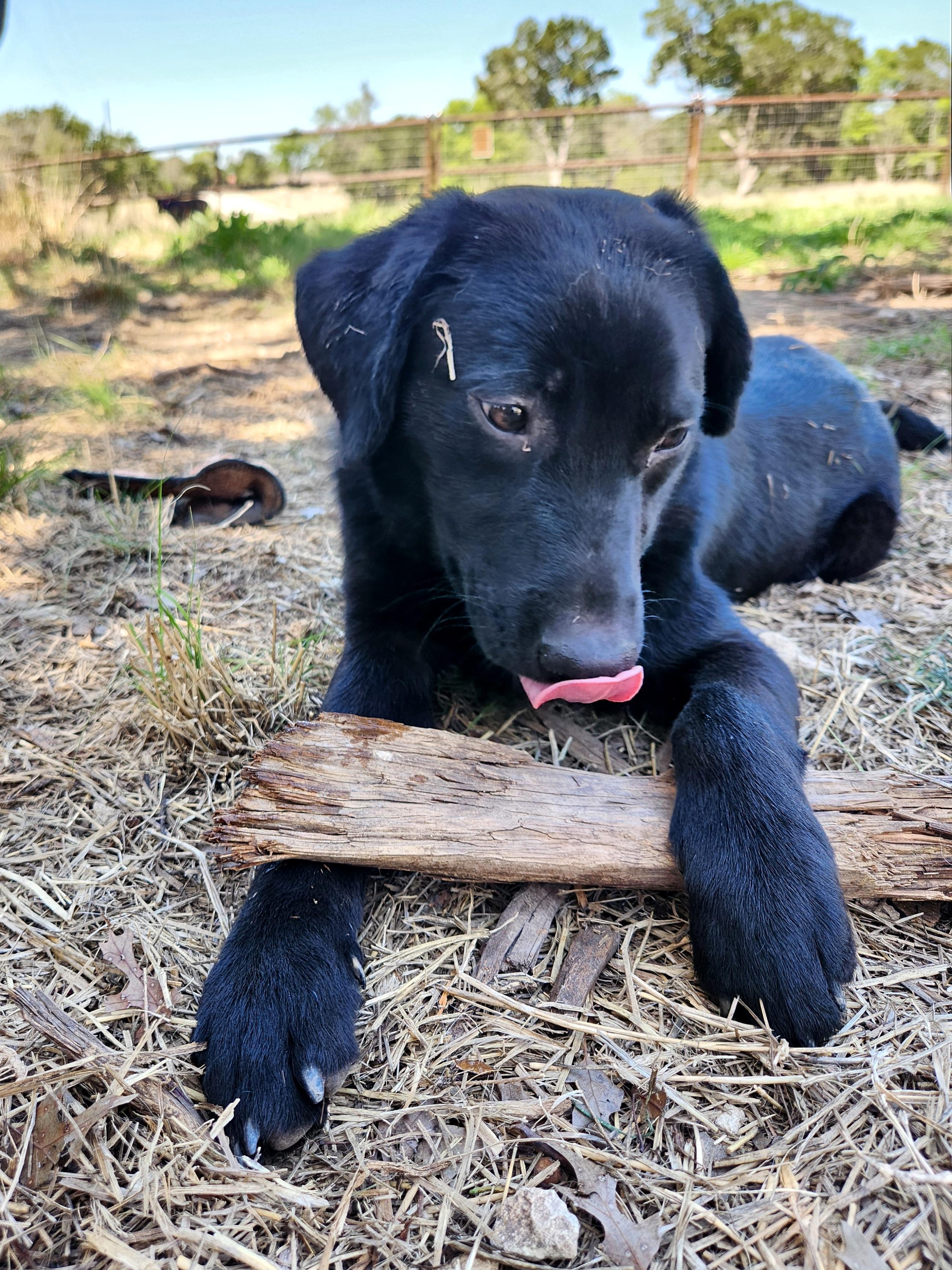 Enlarge Guinness, a ADOPTABLE mixed breed in Killeen, TX image 4/6