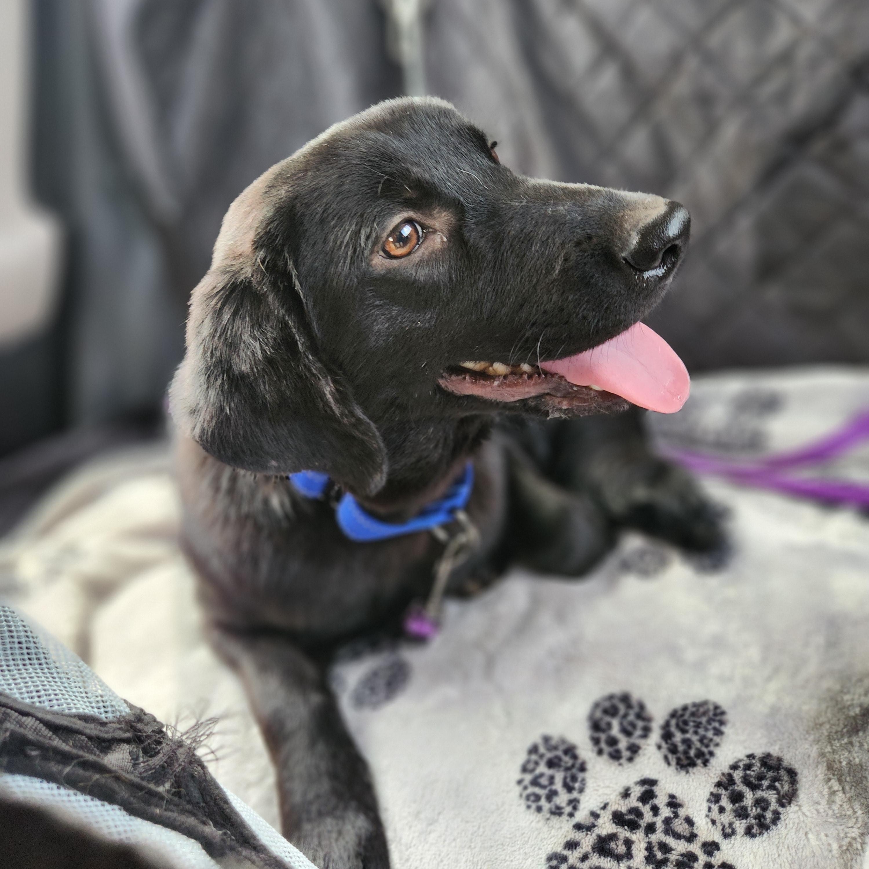 Enlarge Guinness, a ADOPTABLE mixed breed in Killeen, TX image 3/6