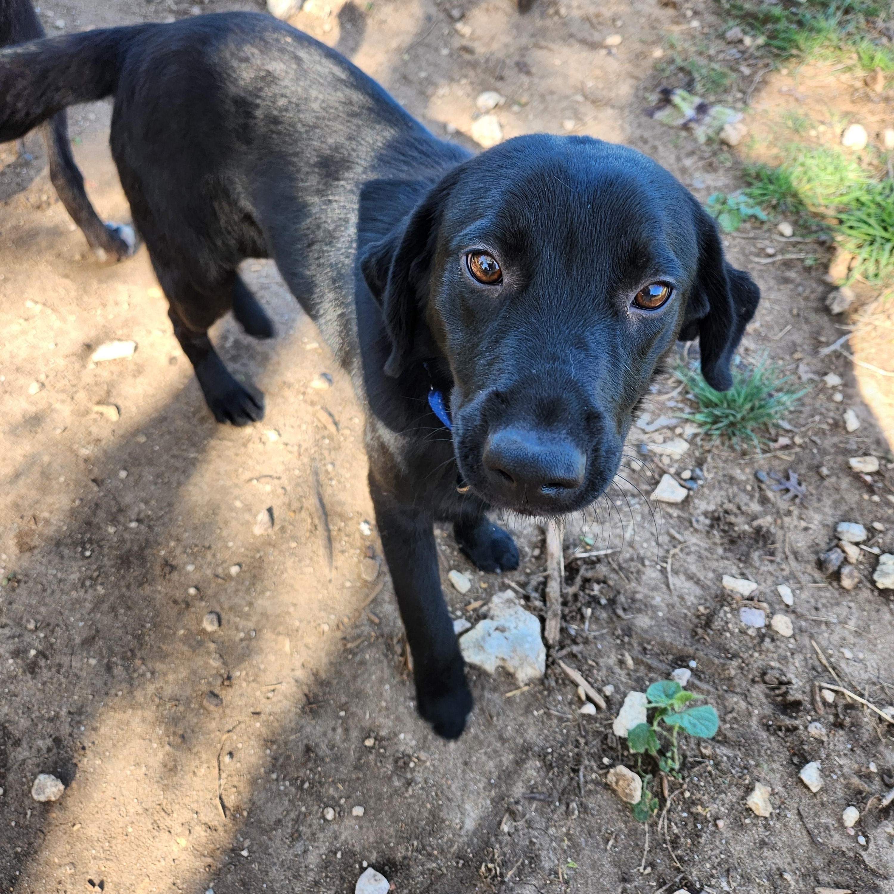 Enlarge Guinness, a ADOPTABLE mixed breed in Killeen, TX image 2/6