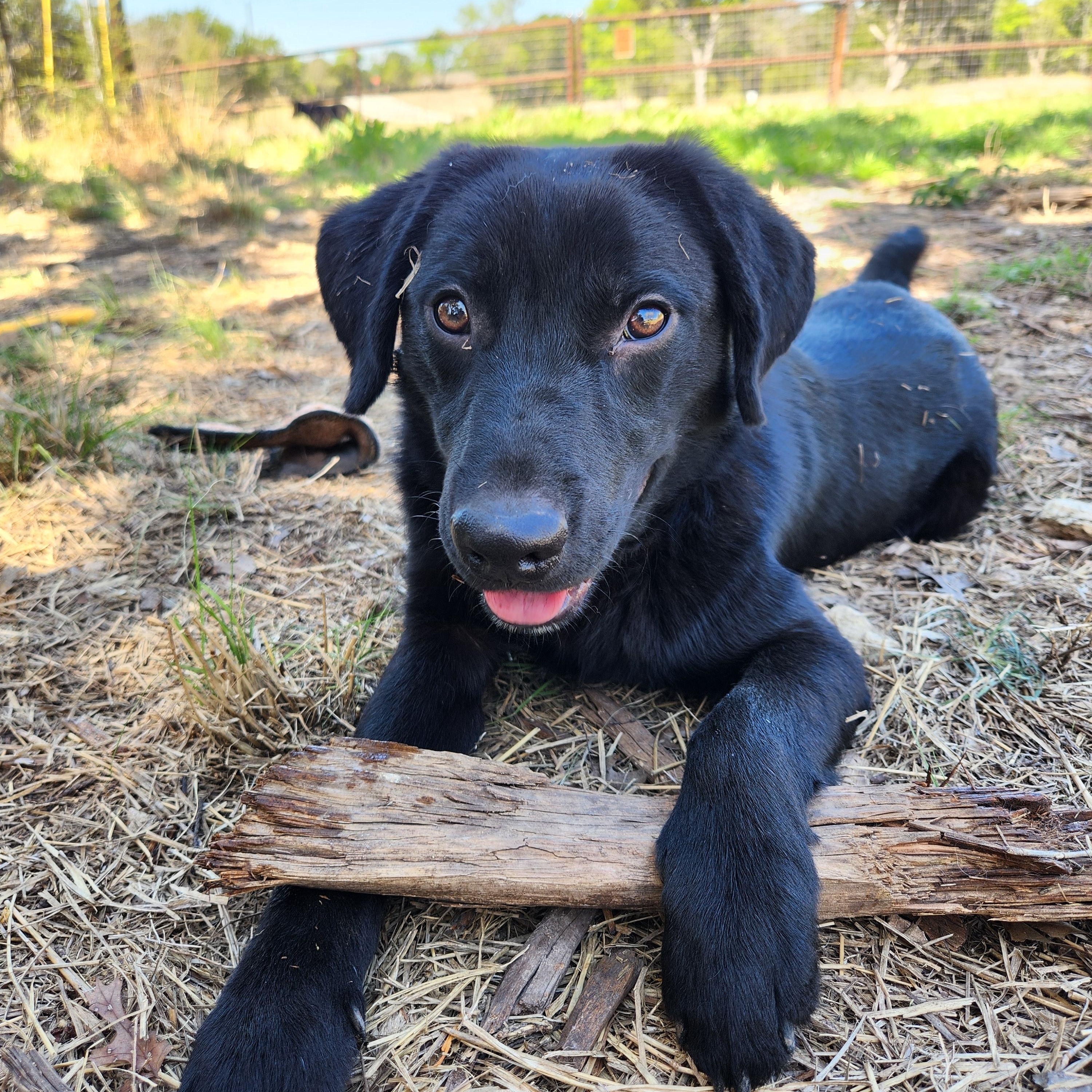 Enlarge Guinness, a ADOPTABLE mixed breed in Killeen, TX image 6/6