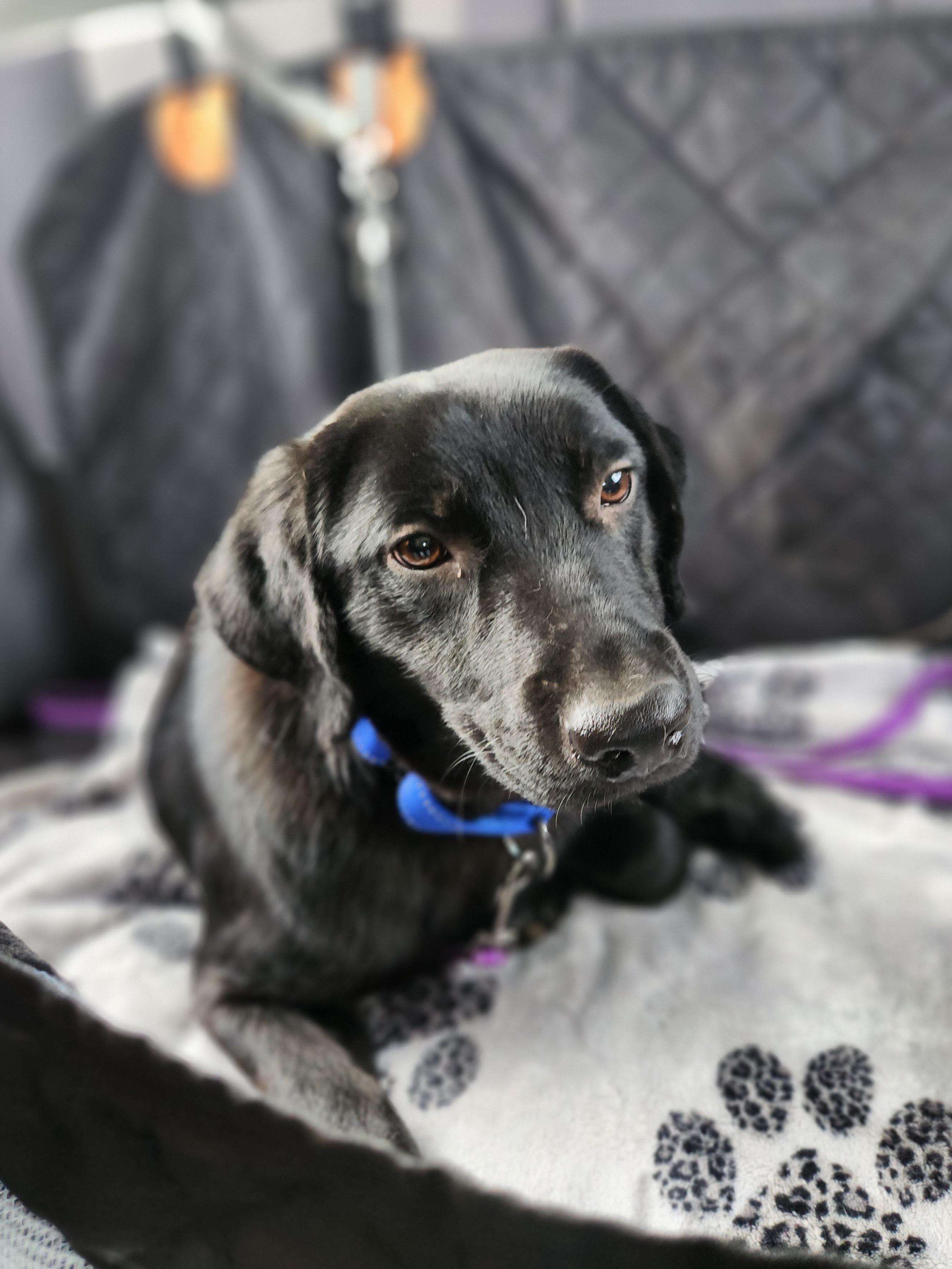Enlarge Guinness, a ADOPTABLE mixed breed in Killeen, TX image 5/6