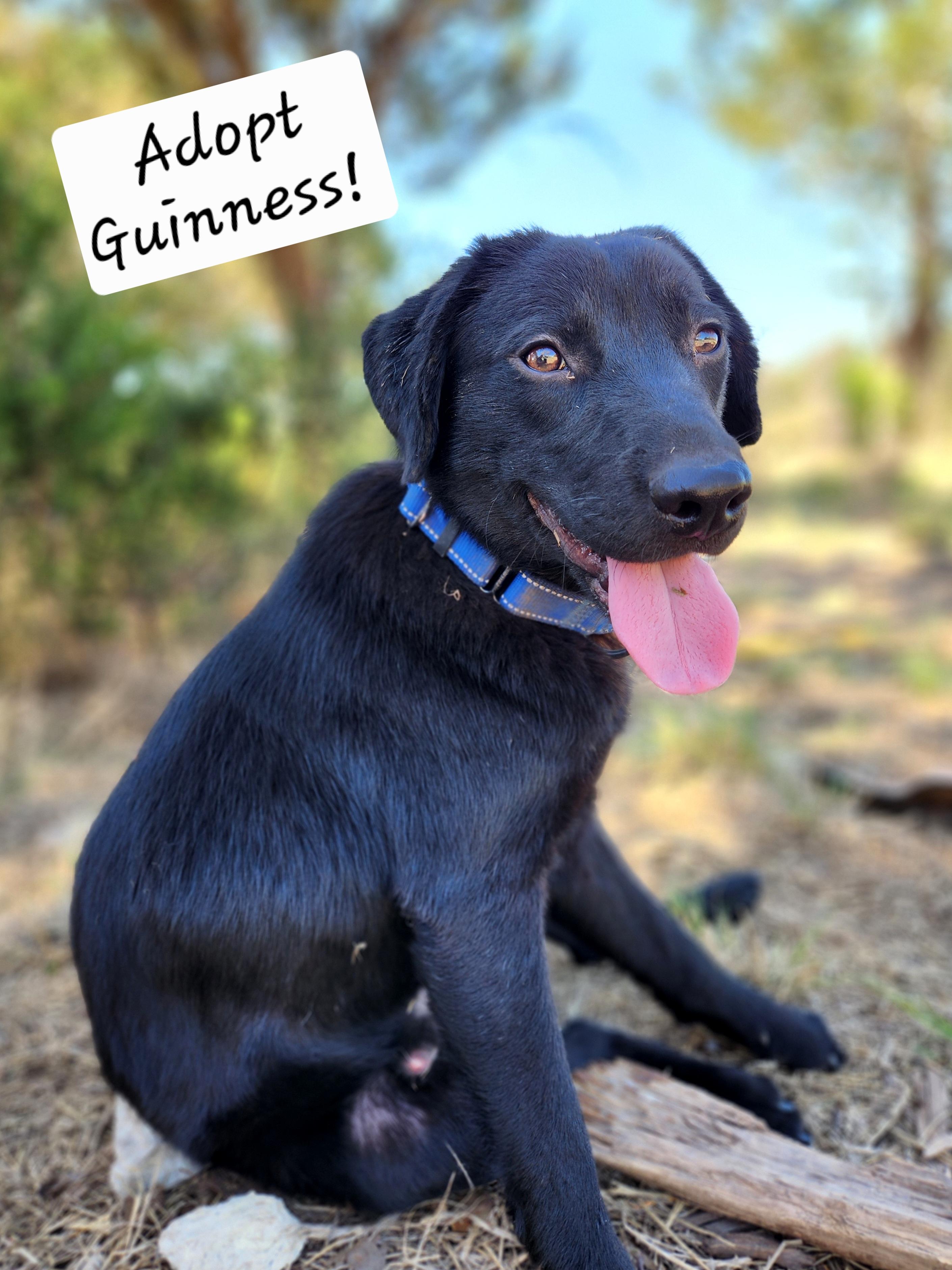 Guinness, ADOPTABLE, Young Male Black Labrador Retriever & Border Collie.