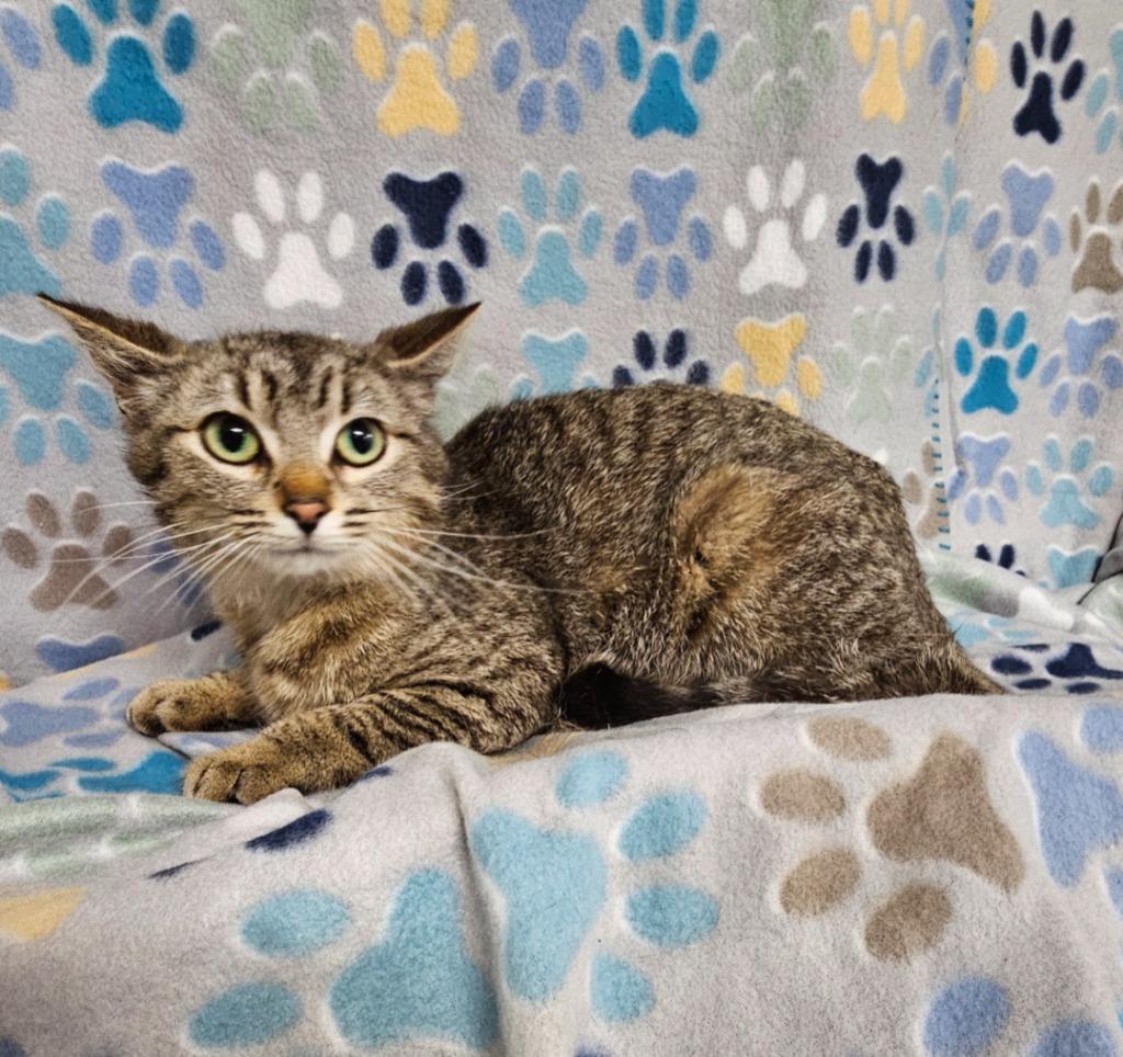 Enlarge Alex, a Adoptable mixed breed in Wabash, IN image 2/3