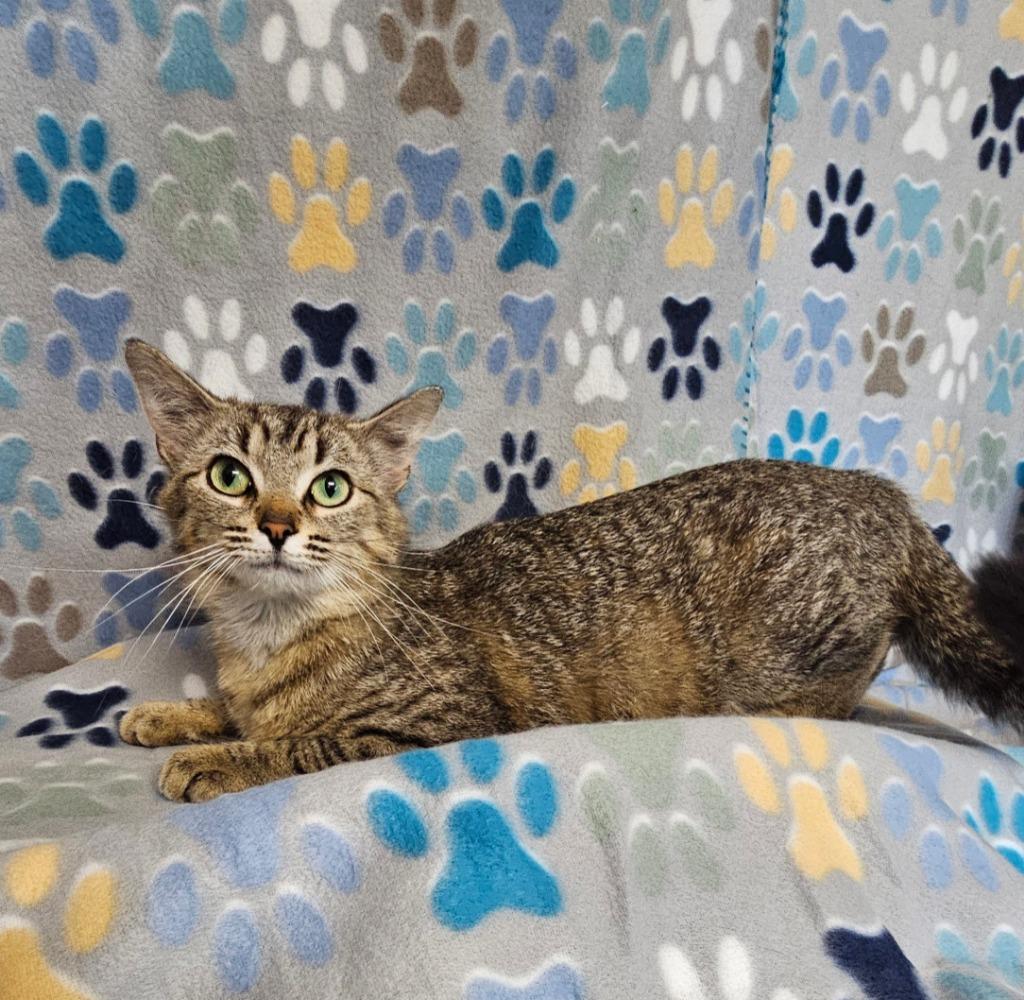 Enlarge Alex, a Adoptable mixed breed in Wabash, IN image 3/3