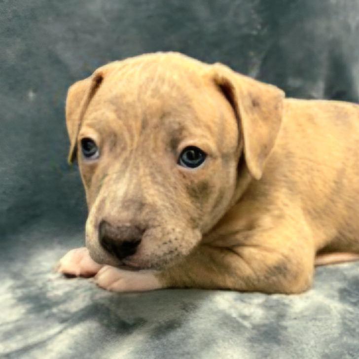 Enlarge Miami Puppy - Sunshine, a Adoptable mixed breed in Fairfax, VA image 1/6
