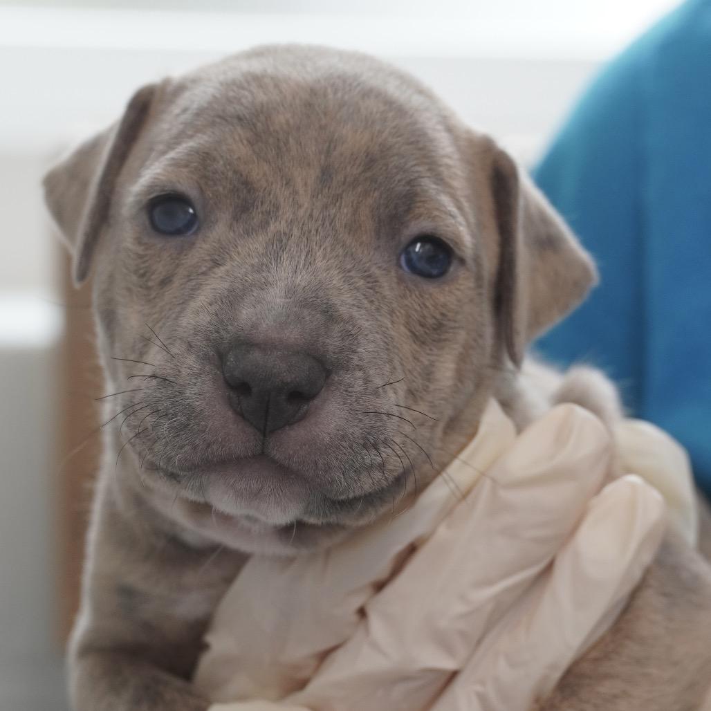 Enlarge Miami Puppy - Sunshine, a Adoptable mixed breed in Fairfax, VA image 2/6