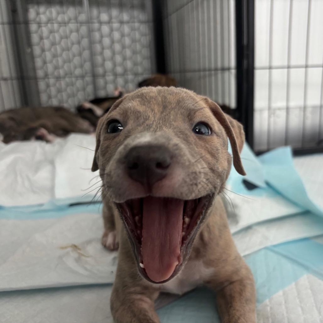 Enlarge Miami Puppy - Sunshine, a Adoptable mixed breed in Fairfax, VA image 3/6