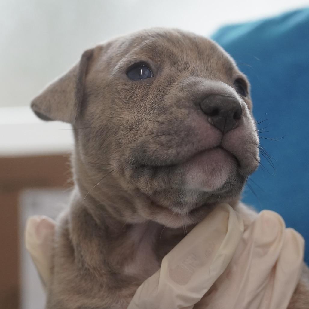 Enlarge Miami Puppy - Sunshine, a Adoptable mixed breed in Fairfax, VA image 4/6